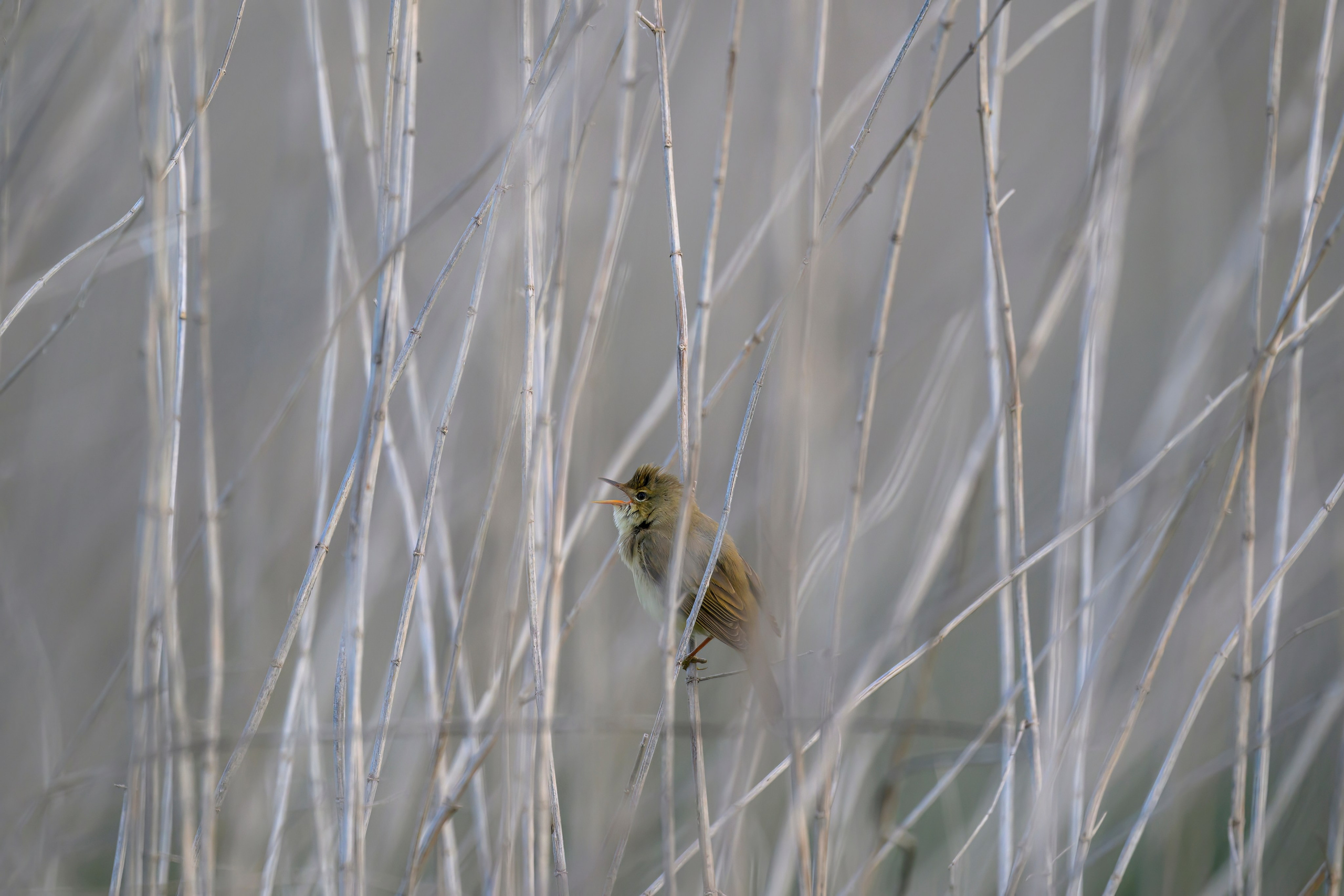 Охота сов и схватка с лунем. Фотограф Сергей Пупонин