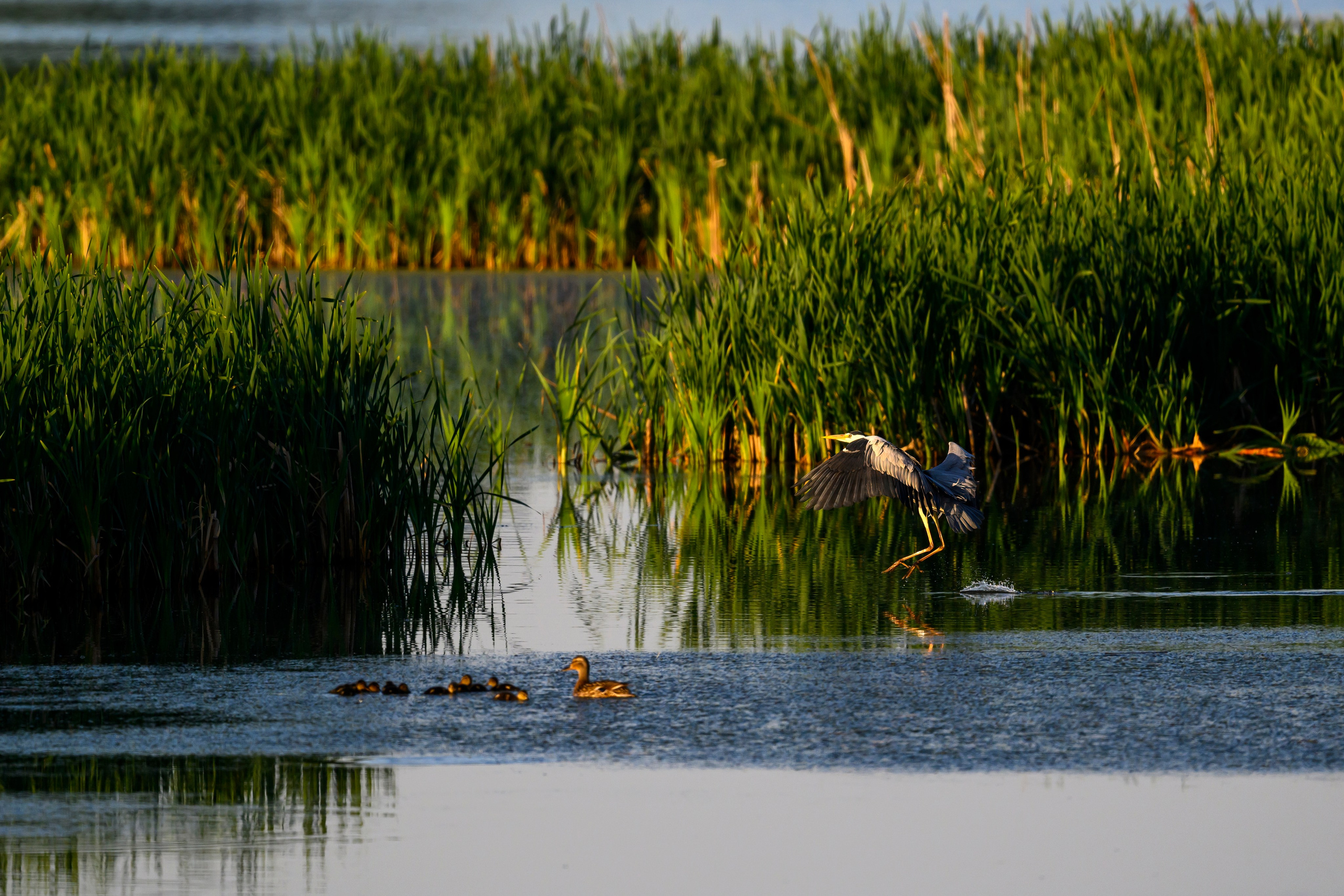 Охота сов и схватка с лунем. Фотограф Сергей Пупонин