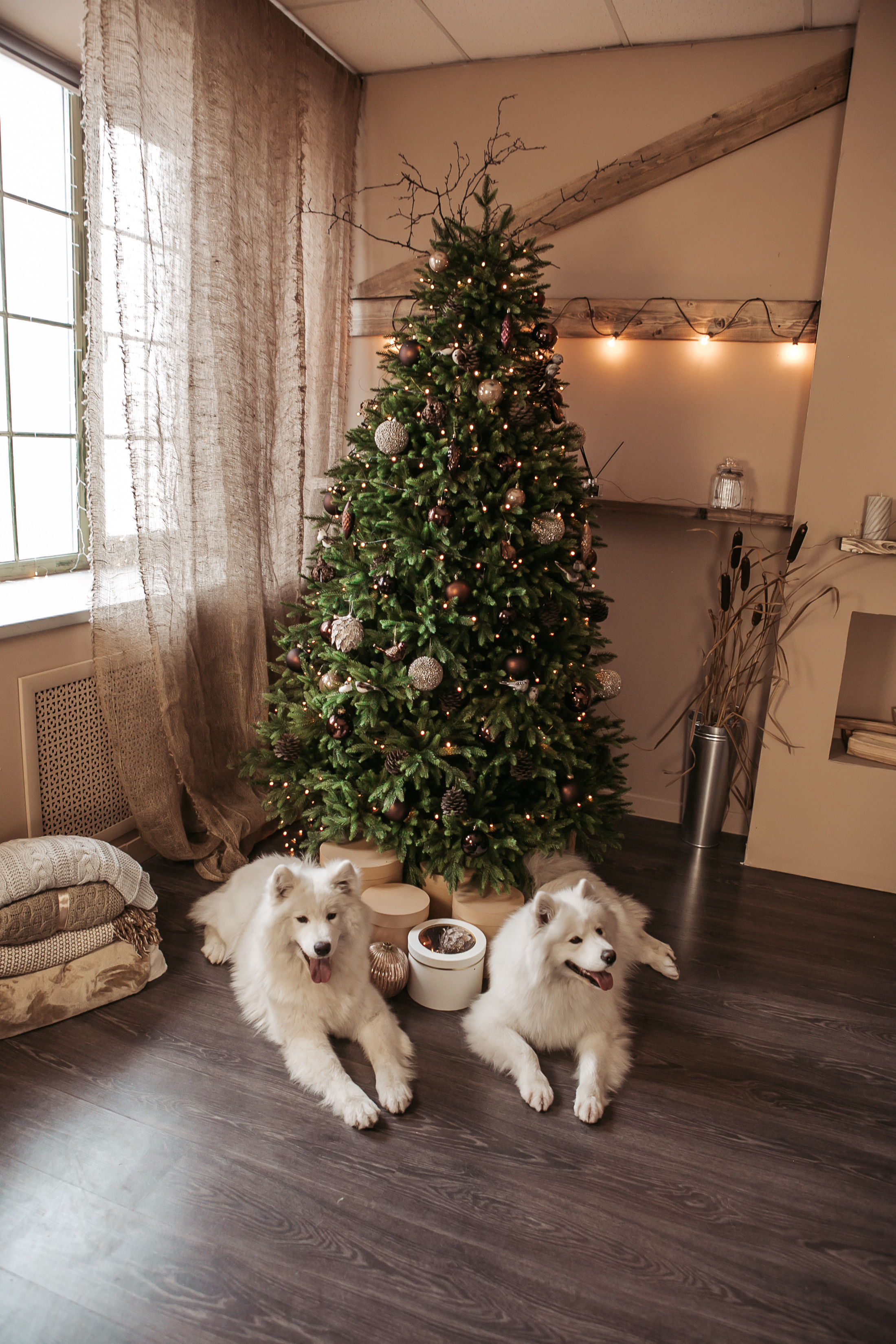 Фотодень с собачками