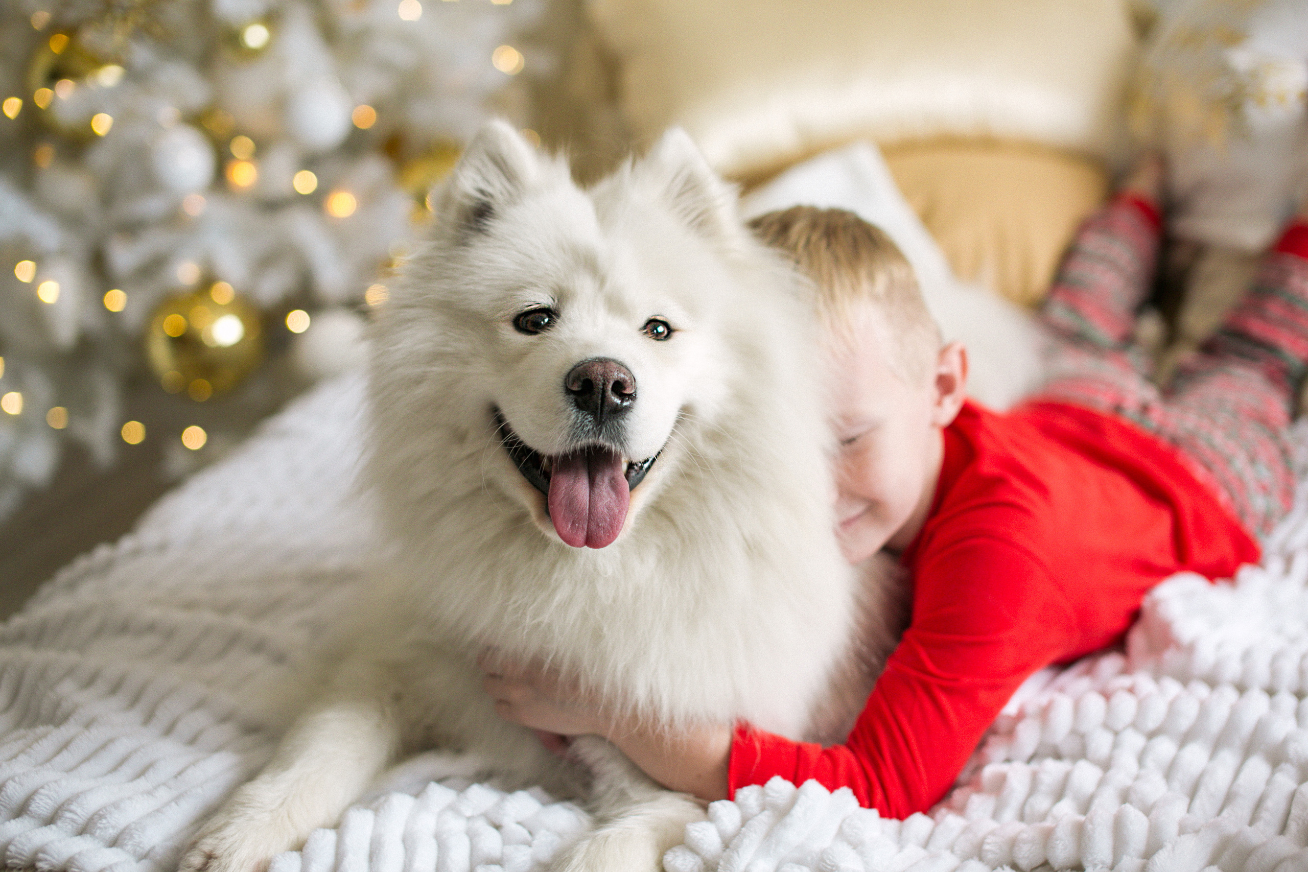 Фотодень с собачками