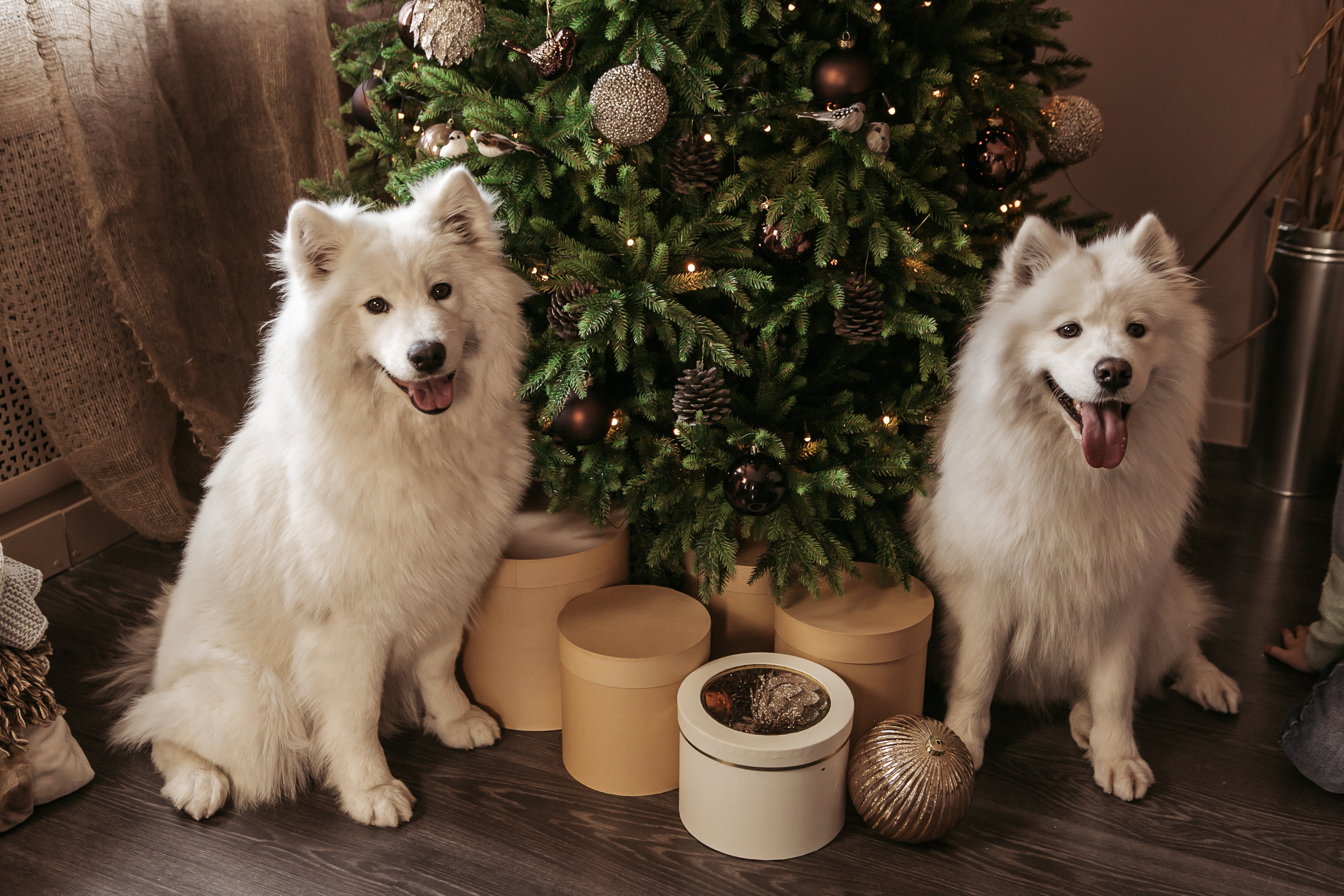 Фотодень с собачками