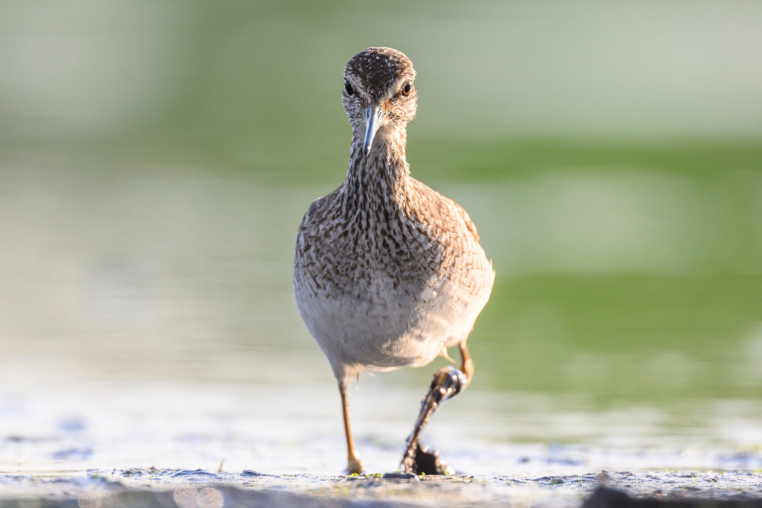 Поручейники и щеголь. Wildlife photography by Sergey Puponin