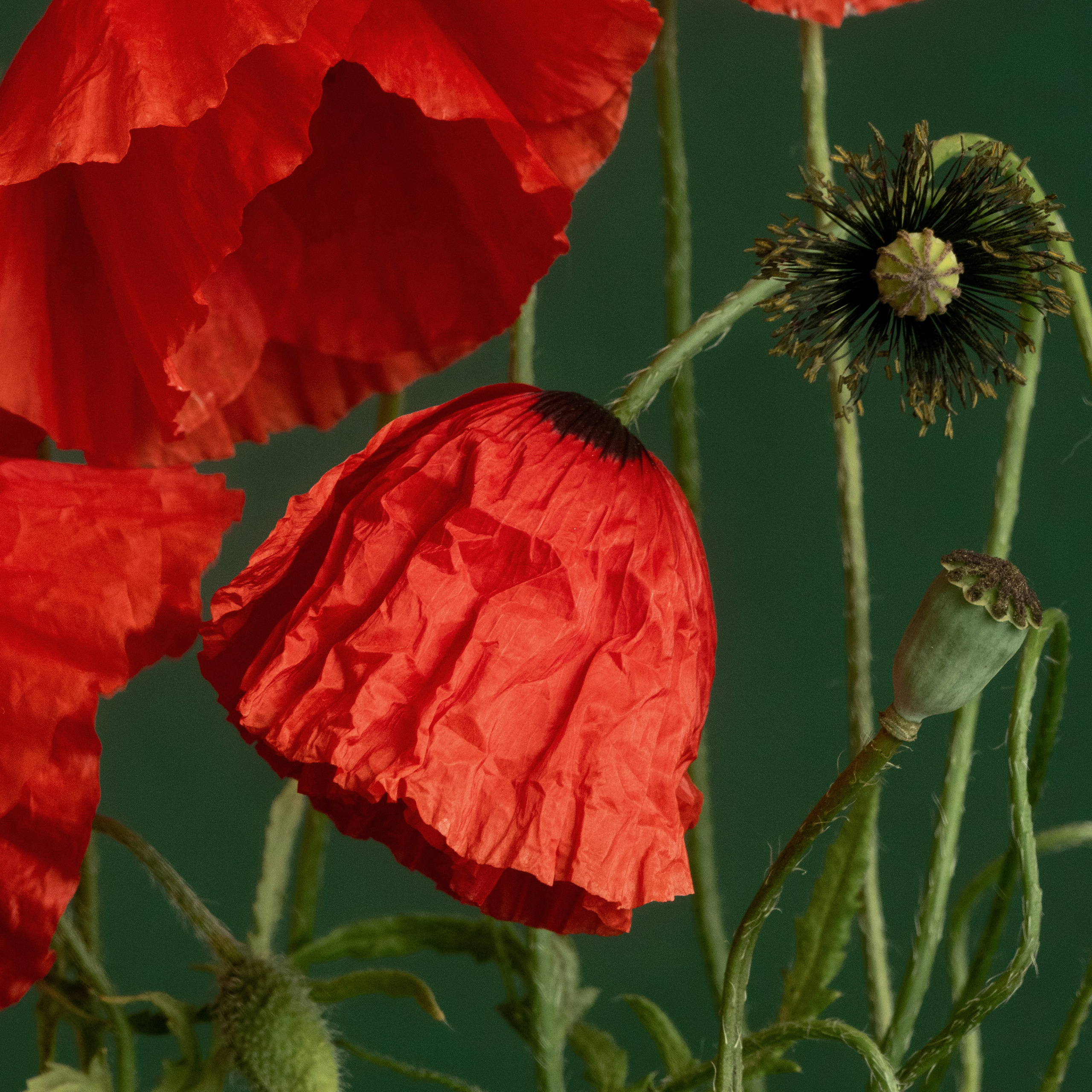 Scarlet Rhythm. Author’s fine art prints with international delivery