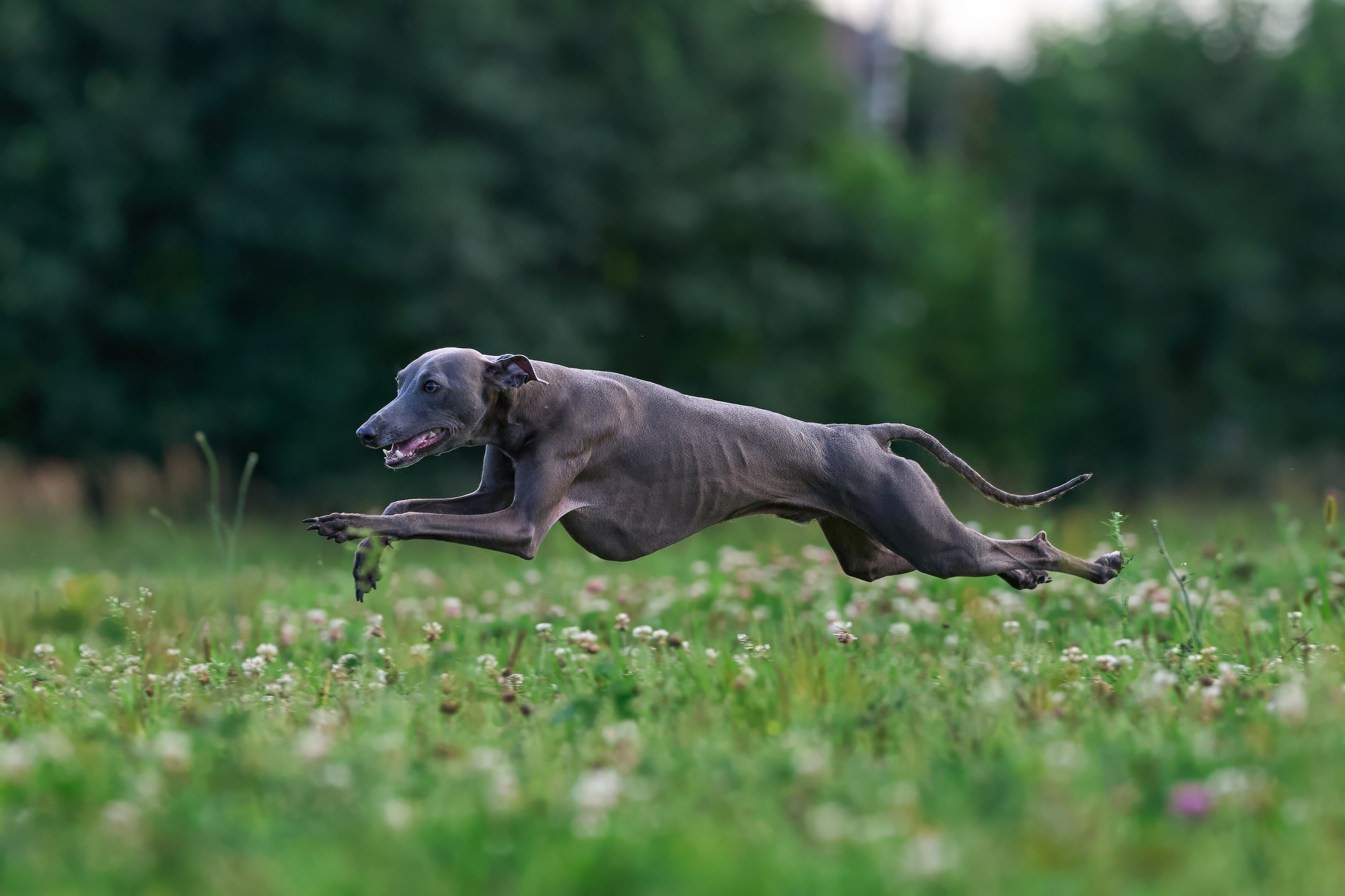 Тренировка в Донино. Фотограф-анималист Михаил Манухин