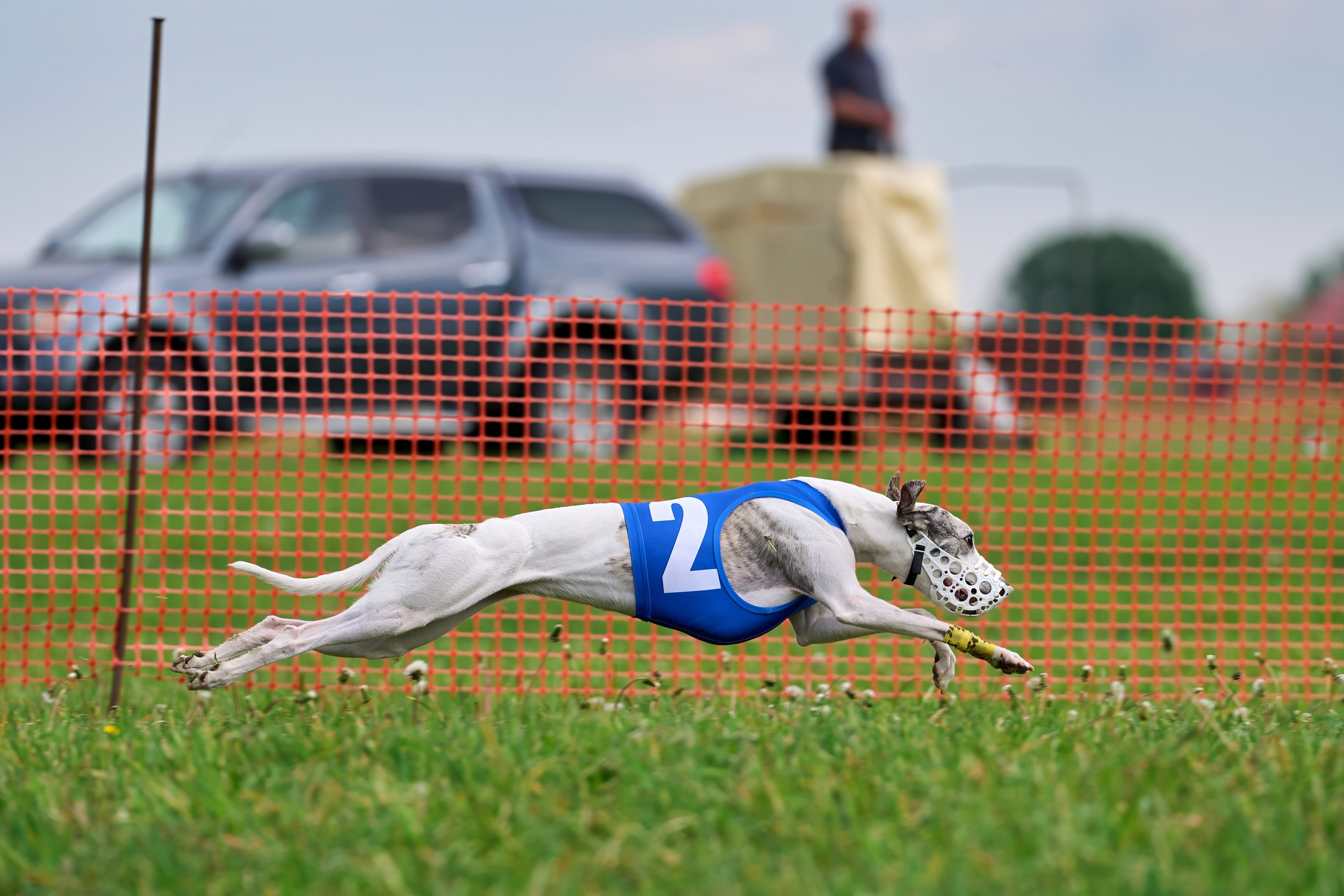 Квалификация по рейсингу. РАЛББ и Курсинг на Ярославке. Фотограф-анималист Михаил Манухин
