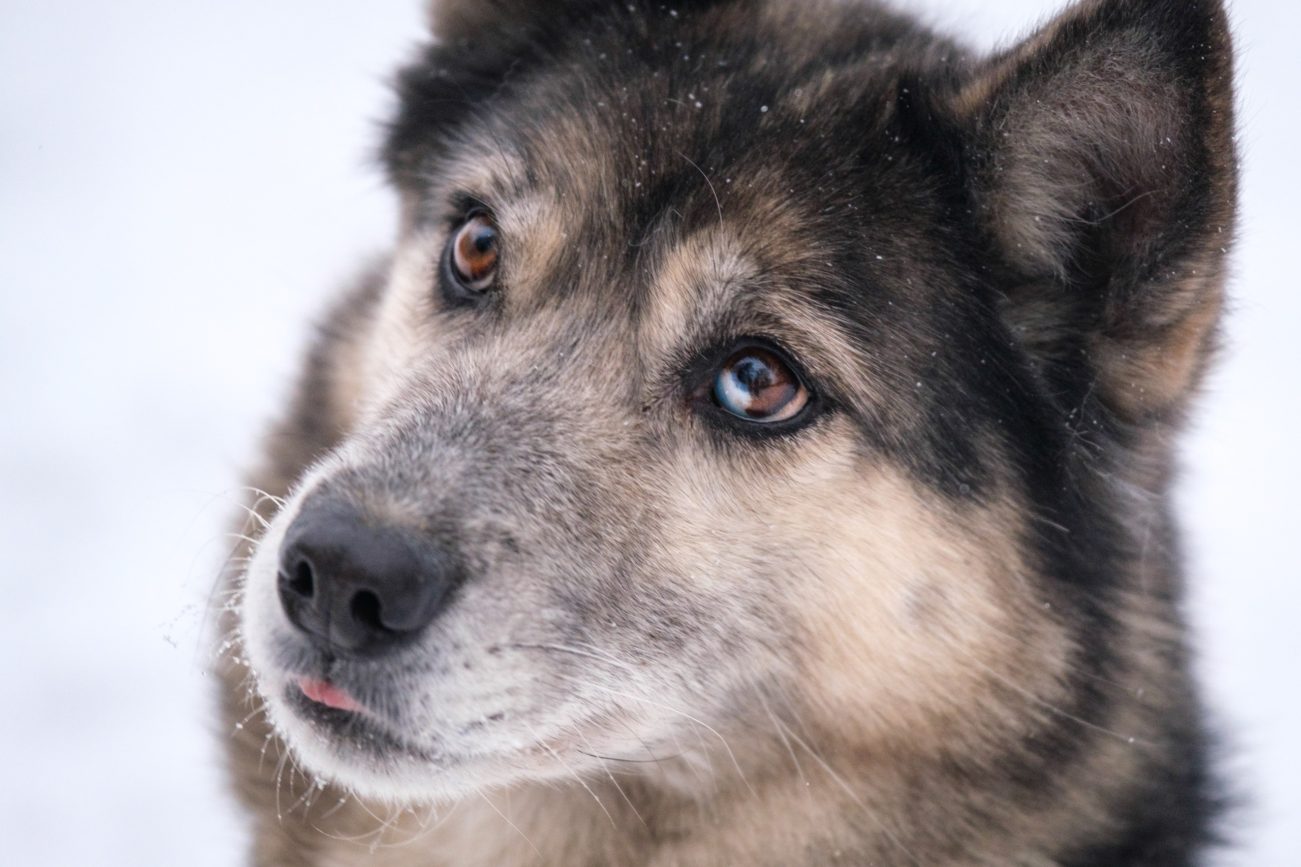 Съемка обитателей Некрасовского приюта для пристройства!. Зоофотограф, фотограф животных в Москве и области Дина Дамоцева