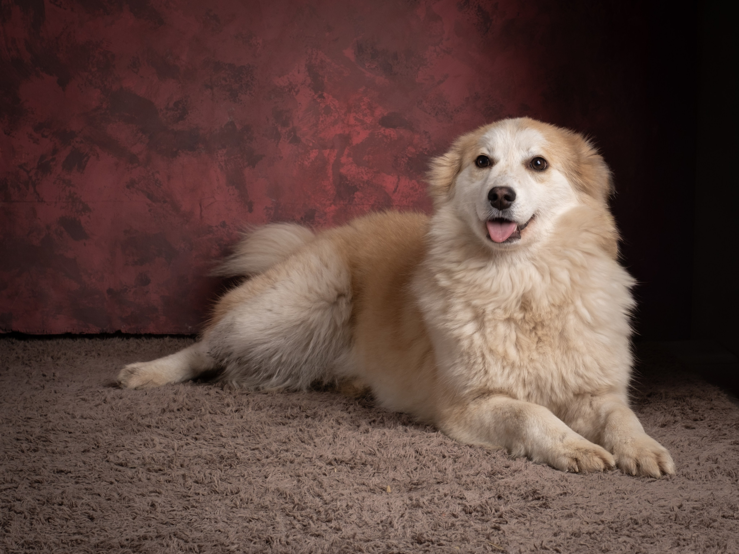 Съемки для пристройства!. Зоофотограф, фотограф животных в Москве и области Дина Дамоцева