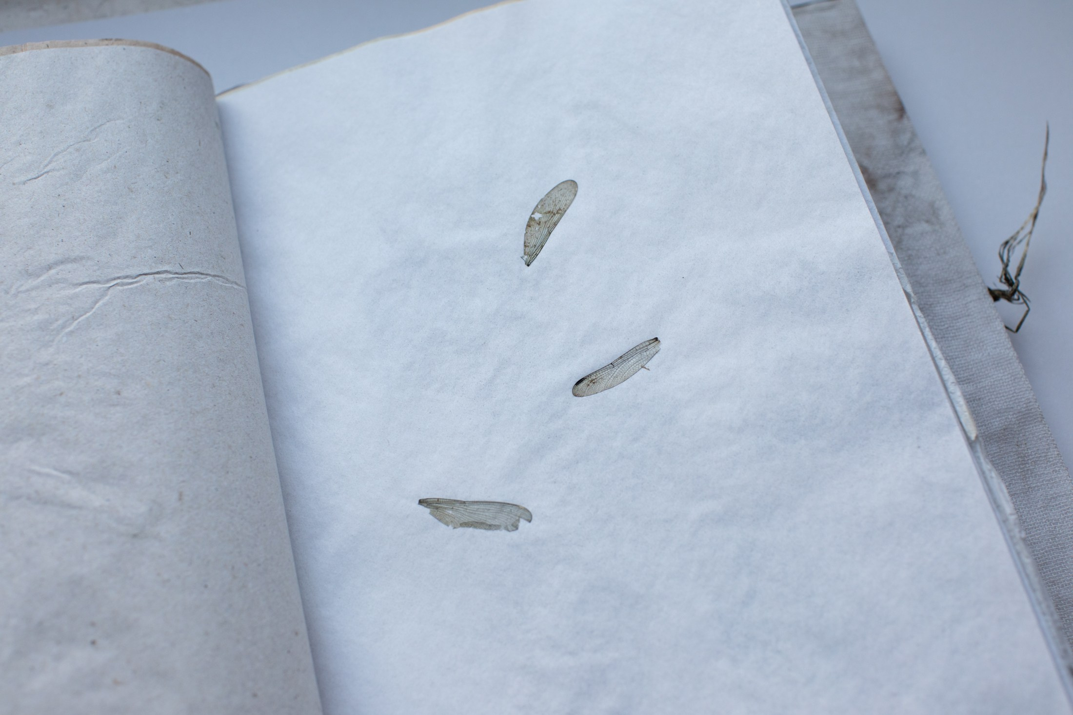 Подсосенские тетради. Natalya Madilyan