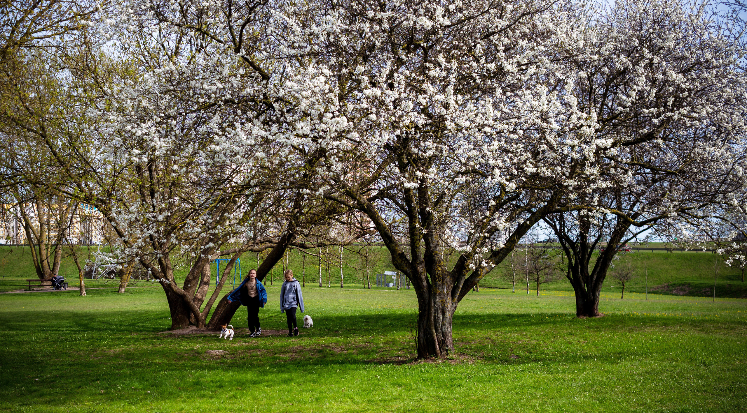 Весенняя фотосессия в цветении. Фотограф в Минске Екатерина Тузова