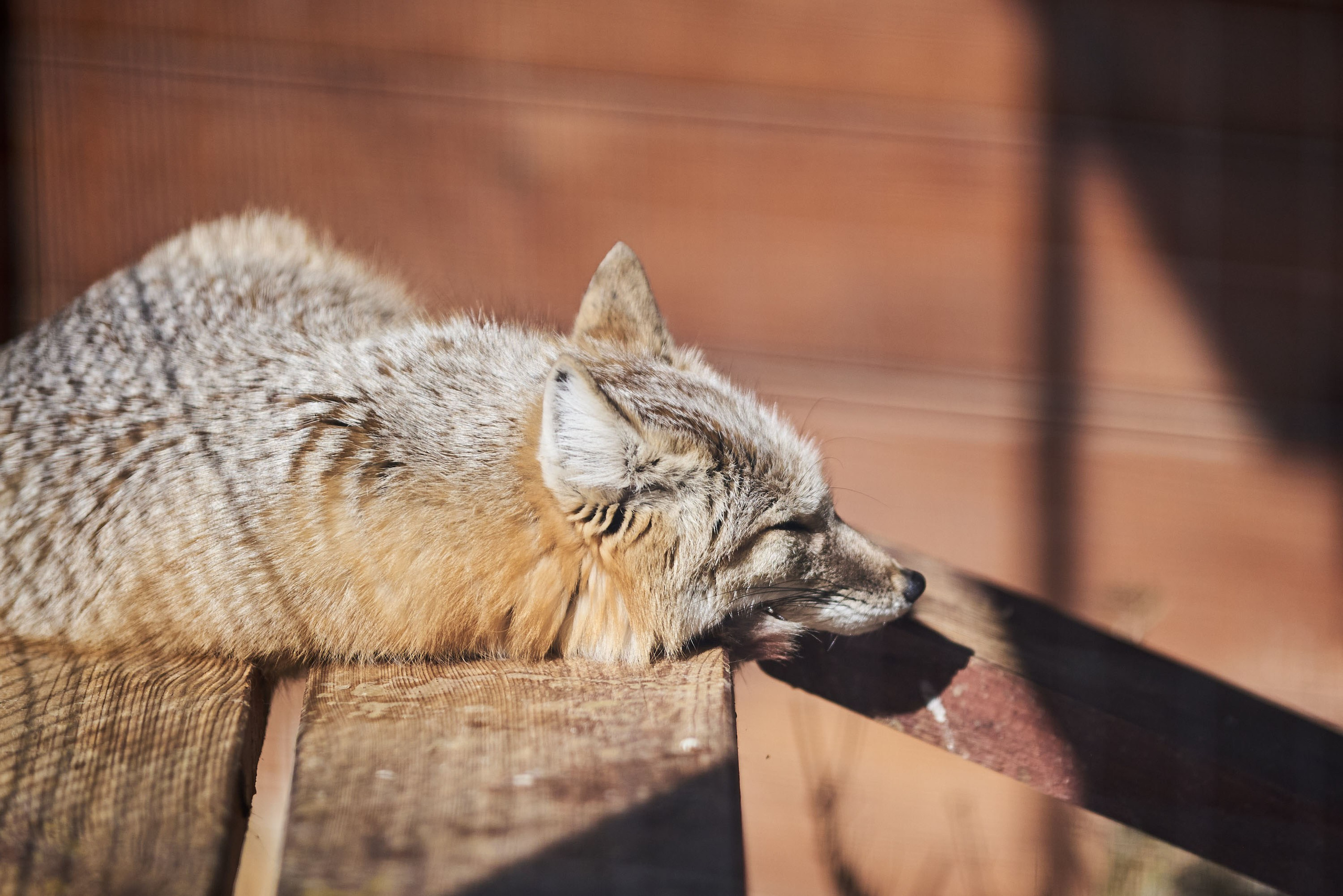 Зоопарк Иваново. Фотограф в Иваново: Каталожная съемка одежды и постельного белья, Wildberries