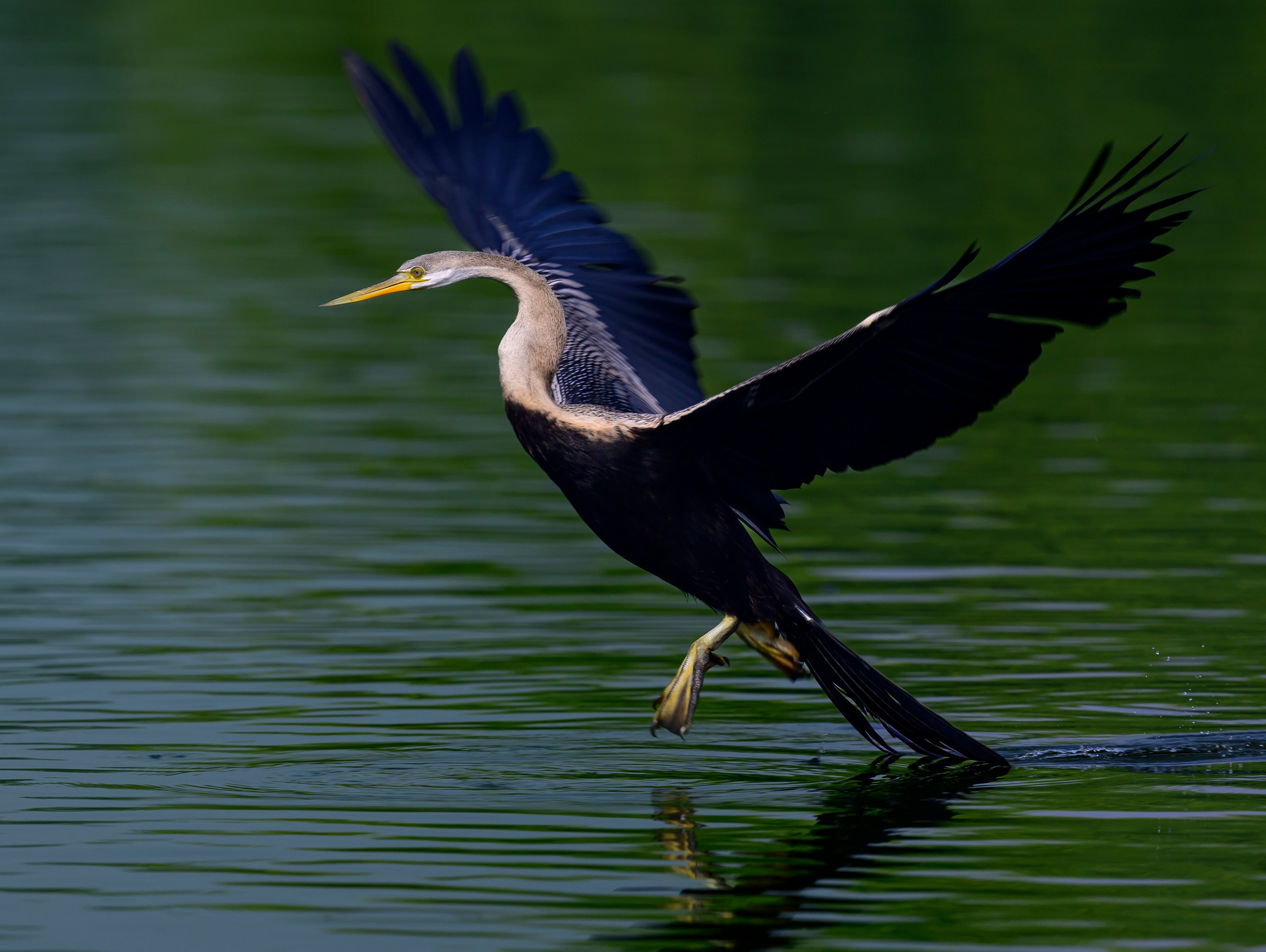 Darters. Wildlife photography by Sergey Puponin