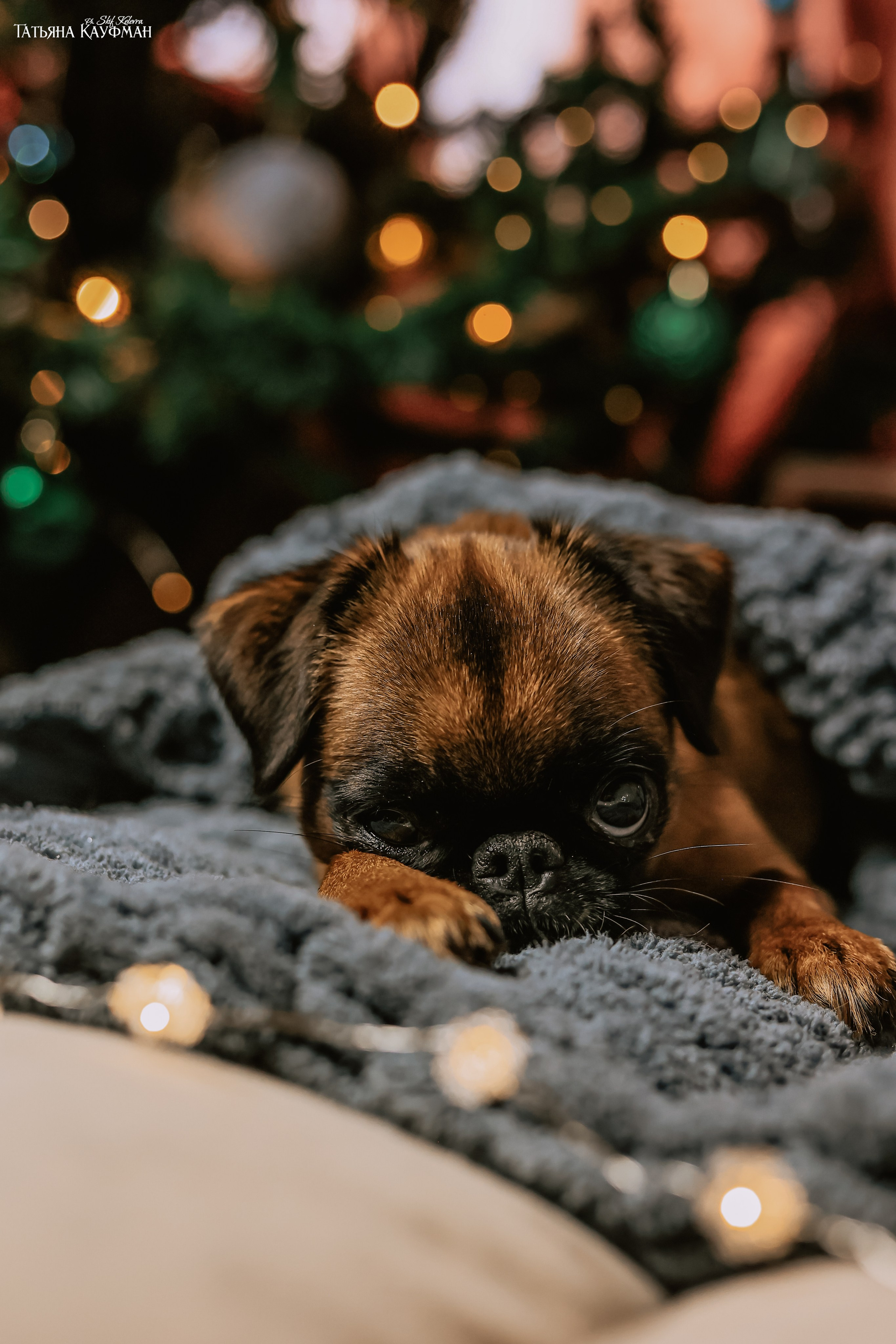 Малый брабансон, фотография брабансон, красивая собака, фотограф анималист, фотокурс Анималистика, научиться фотографировать собак, фотограф Новосибирск