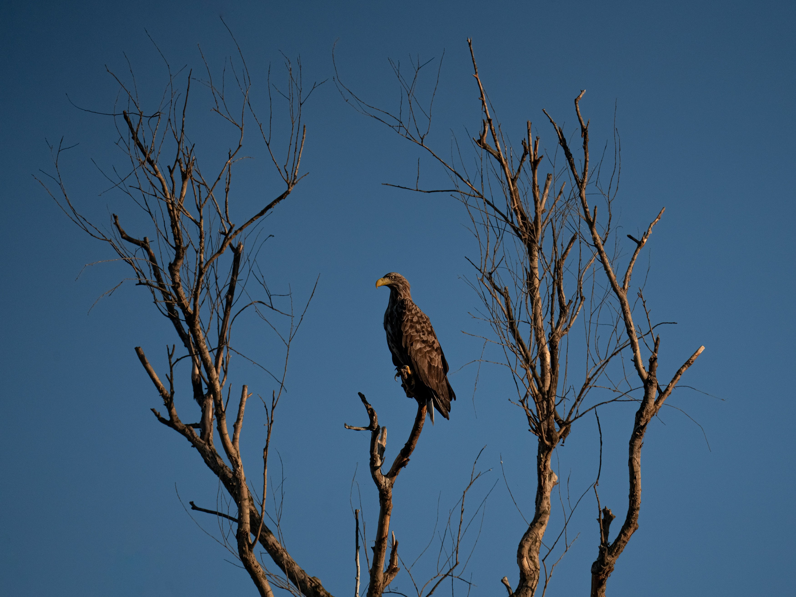 Золотые лотосы
