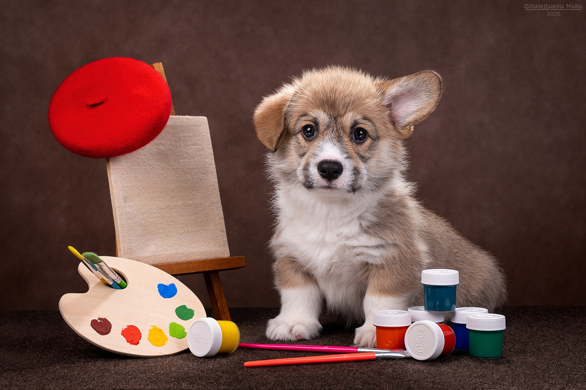 Фотосессия щенков на фонах. Фотограф собак в Москве и Московской области Иванушкина Мария