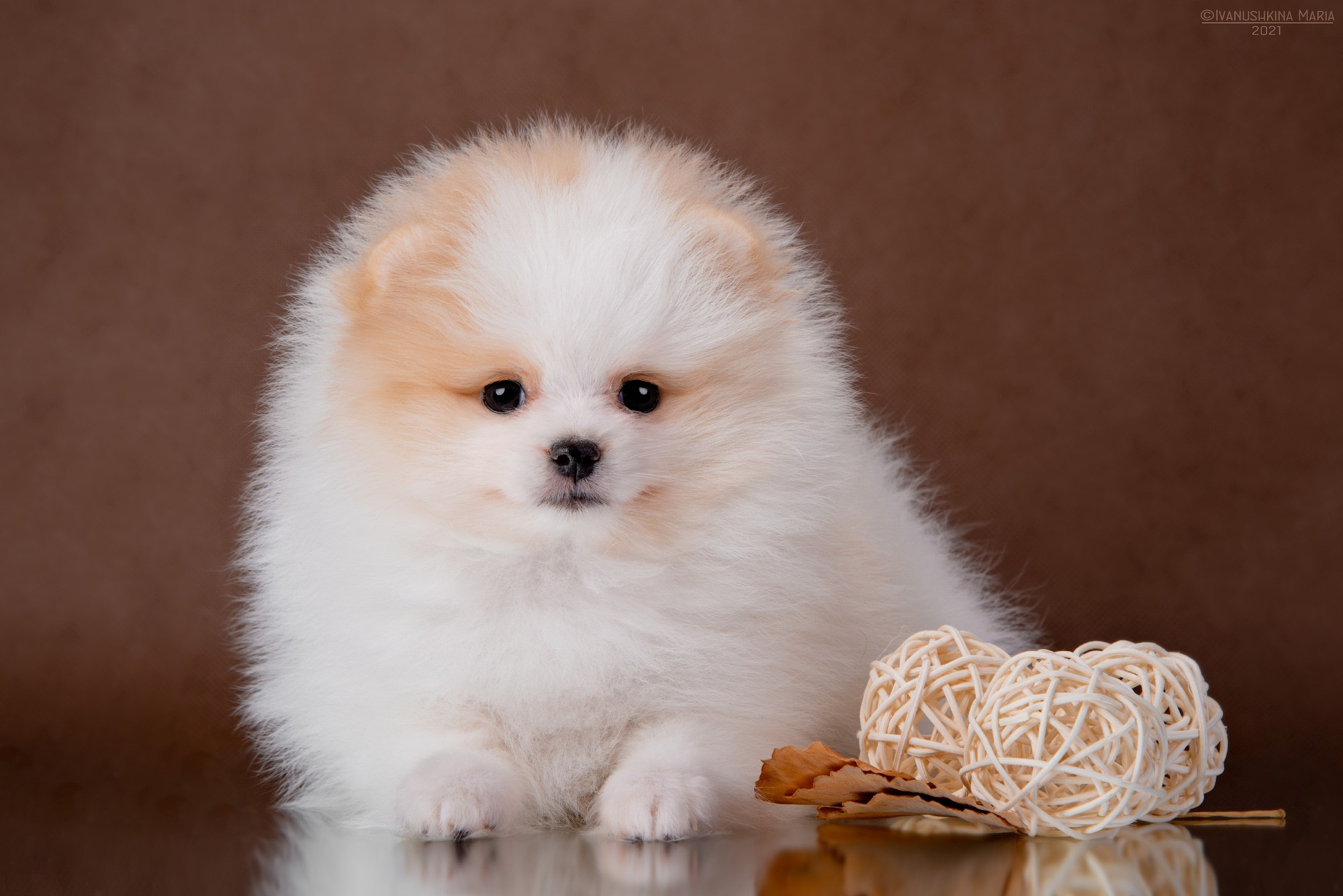 пушистый шпиц