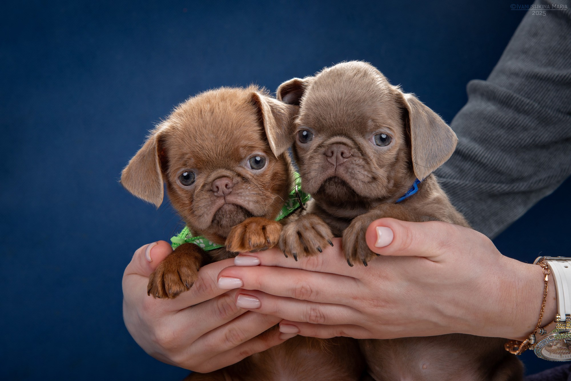 Фотосессия щенков на фонах. Фотограф собак в Москве и Московской области Иванушкина Мария