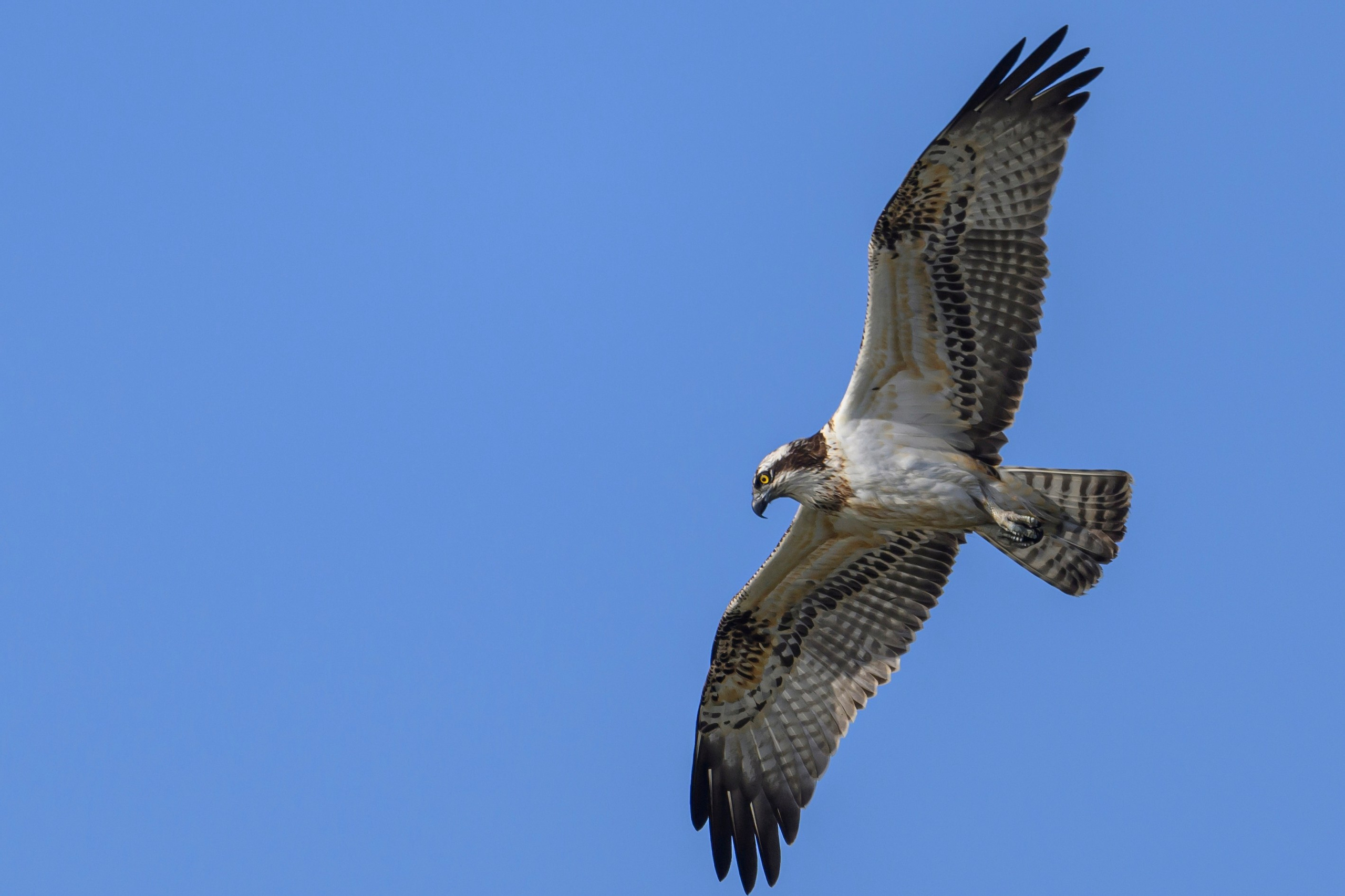 Скопа и канюк. The Osprey and the Buzzard. Фотограф Сергей Пупонин