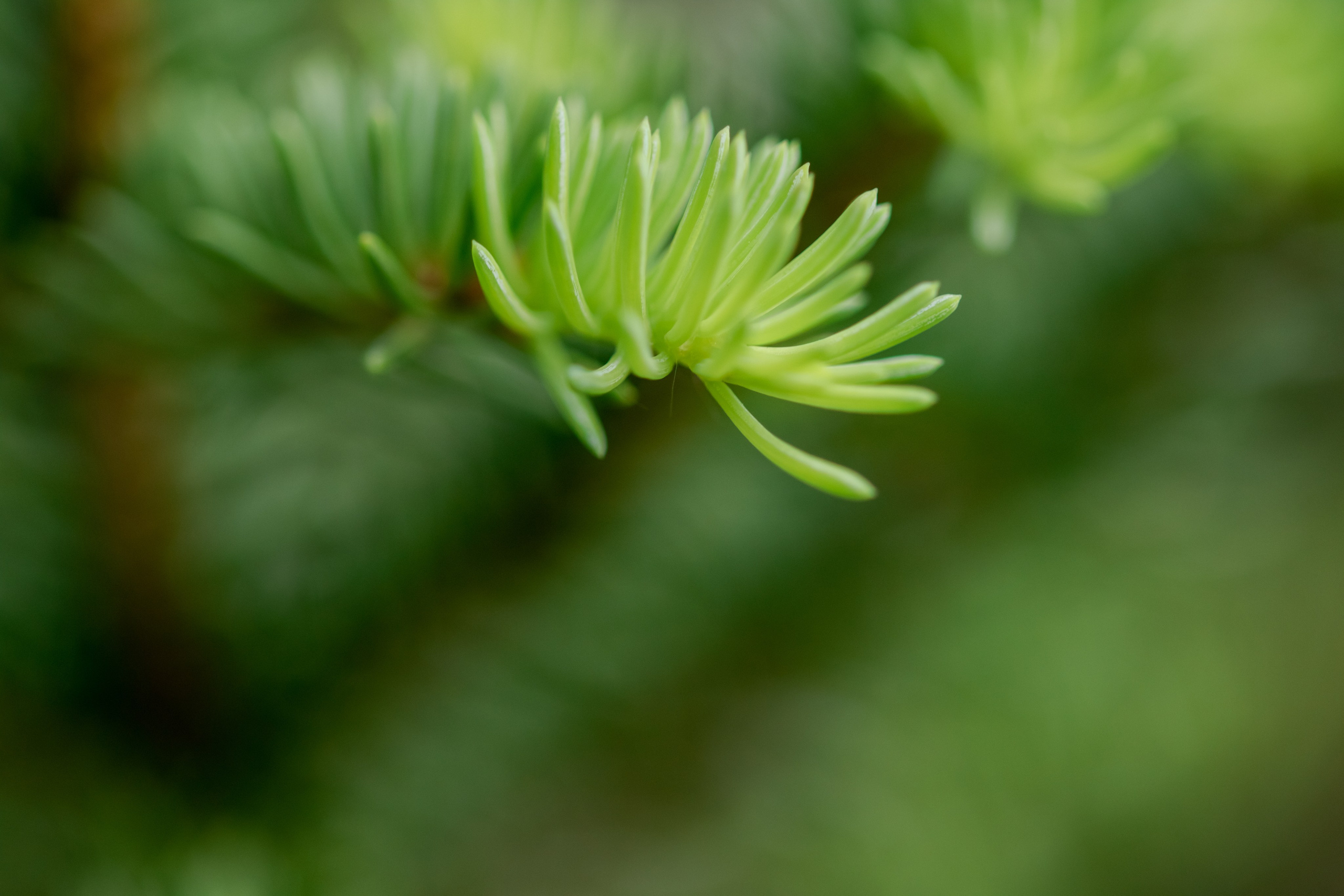 Горный Алтай. Фотограф Кирилл Мешков Кемерово
