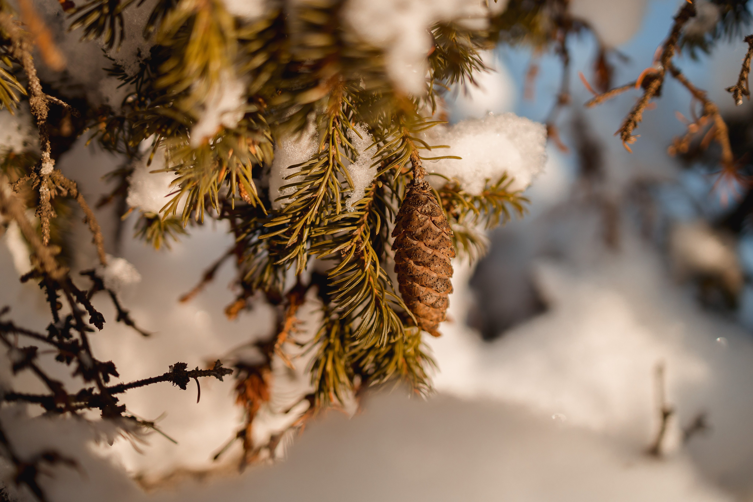 Зима 2023, -30. Семейный и детский фотограф в Железногорске Саламахо Ольга