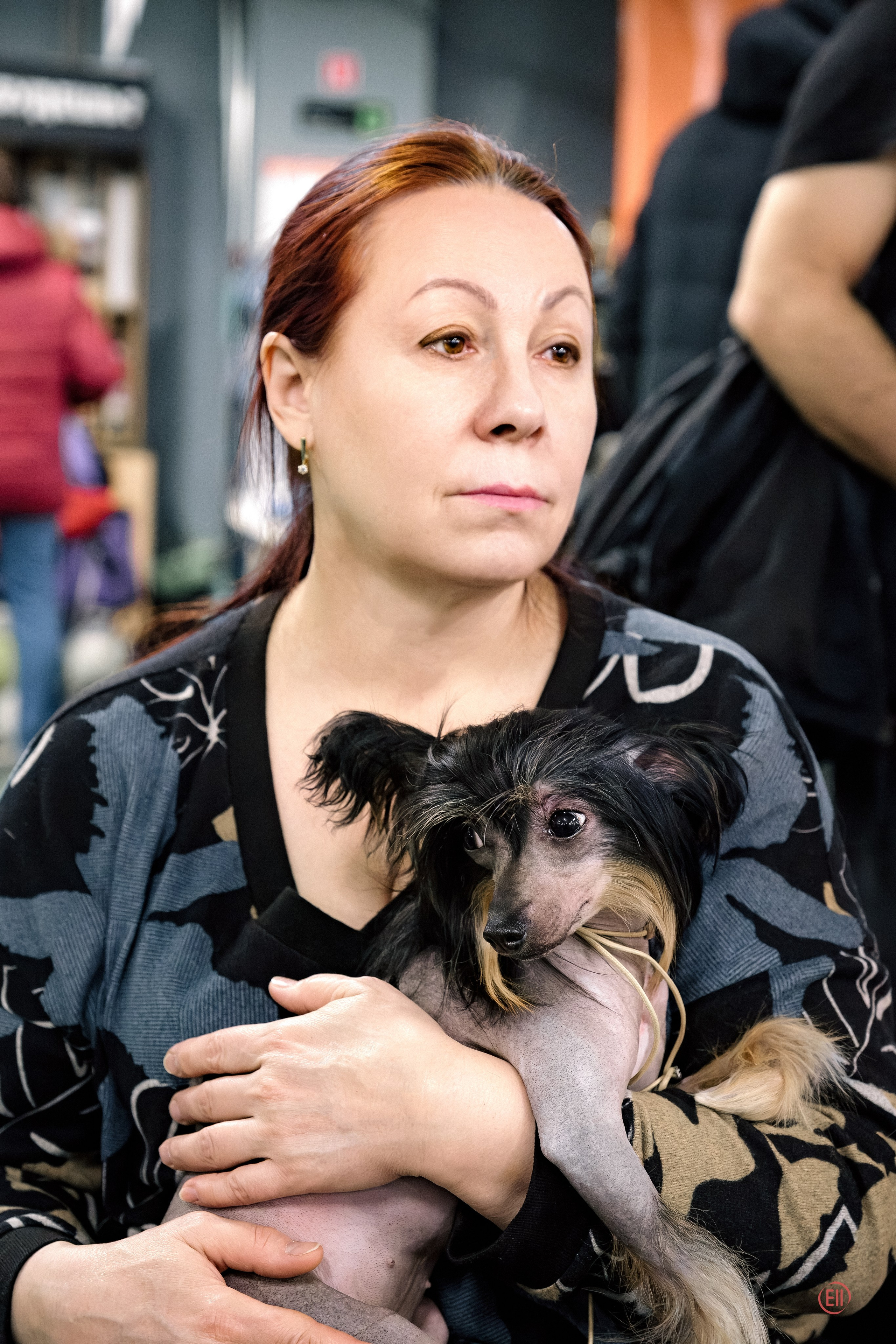 Poale Ell Victoriya — Junior Champion of Russia!. Chinese Crested Dog Kennel Poale Ell