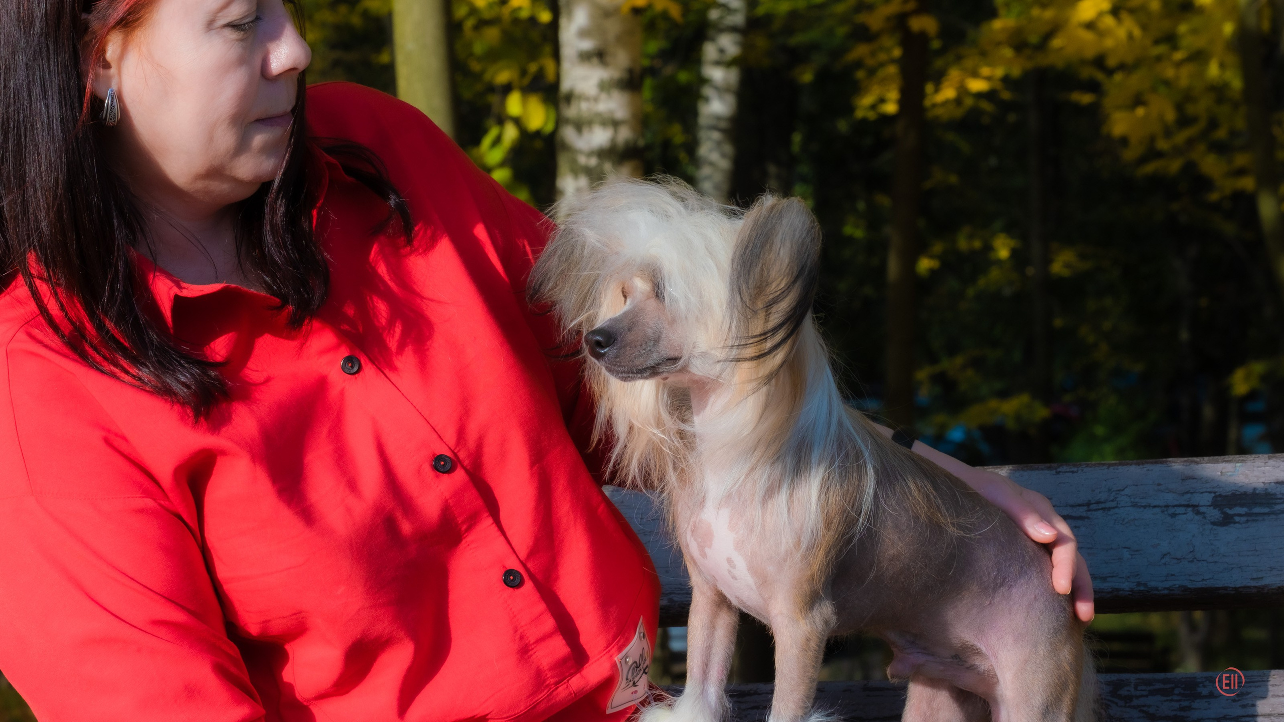 Poale Ell Clare — Junior Champion of Russia. Chinese Crested Dog Kennel Poale Ell