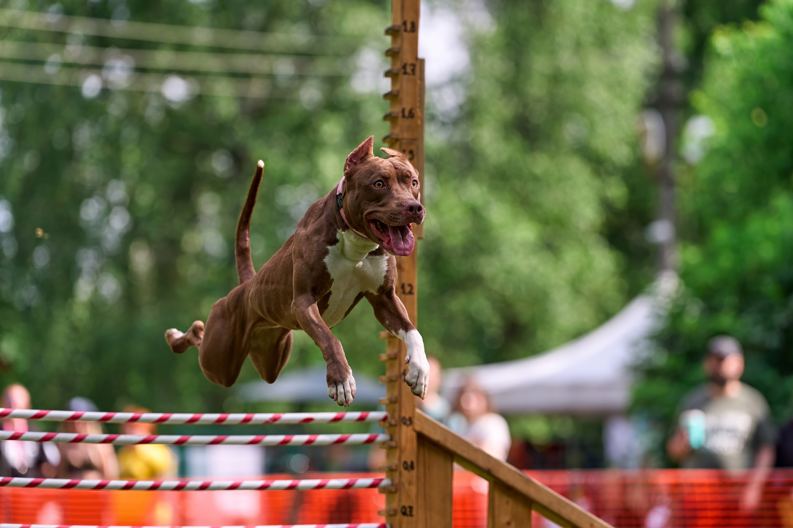 Двухдневные соревнования «Jump'n'Gym Fest — 2024». Фотограф-анималист Михаил Манухин
