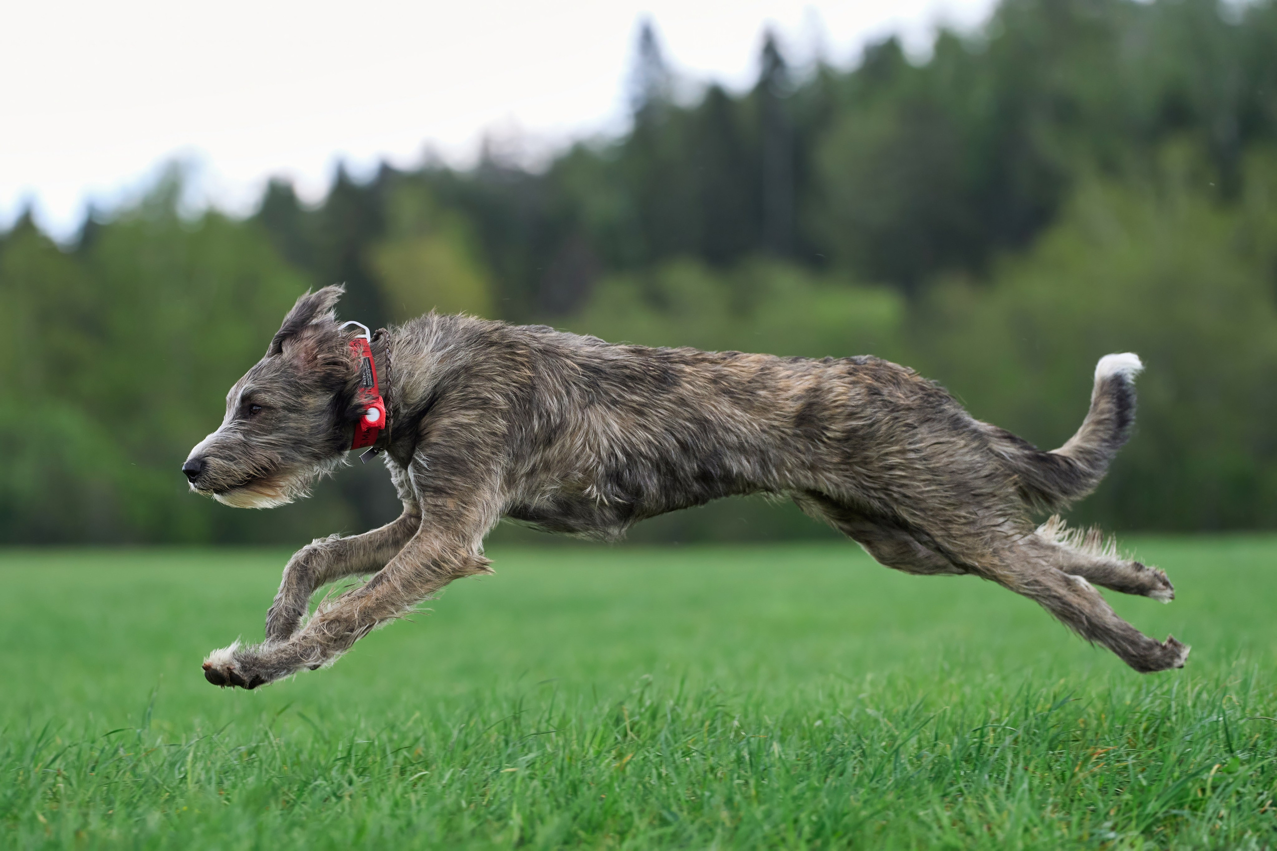 Тренировка по курсингу «на Ярославке». Фотограф-анималист Михаил Манухин