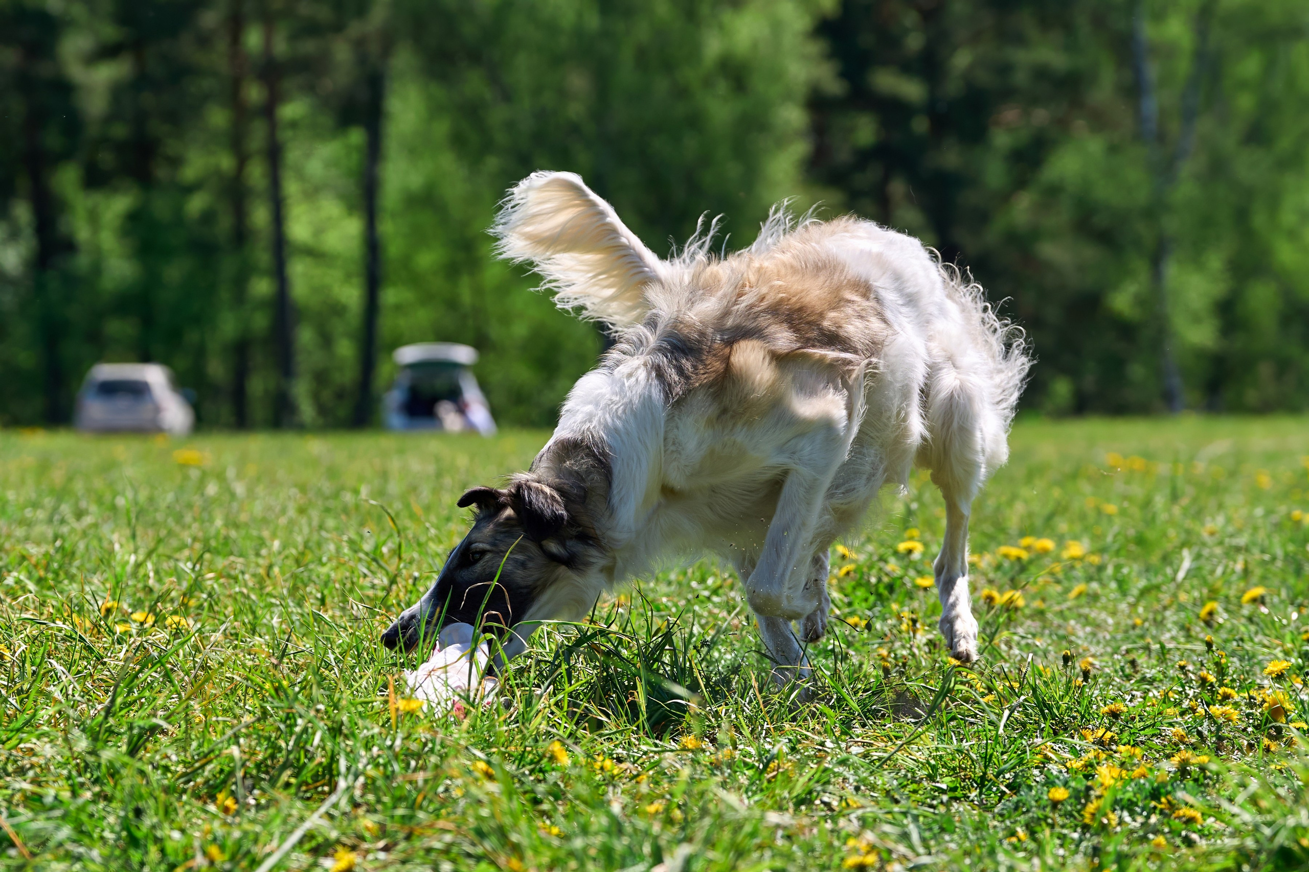 Тренировка по курсингу «на Ярославке». Фотограф-анималист Михаил Манухин