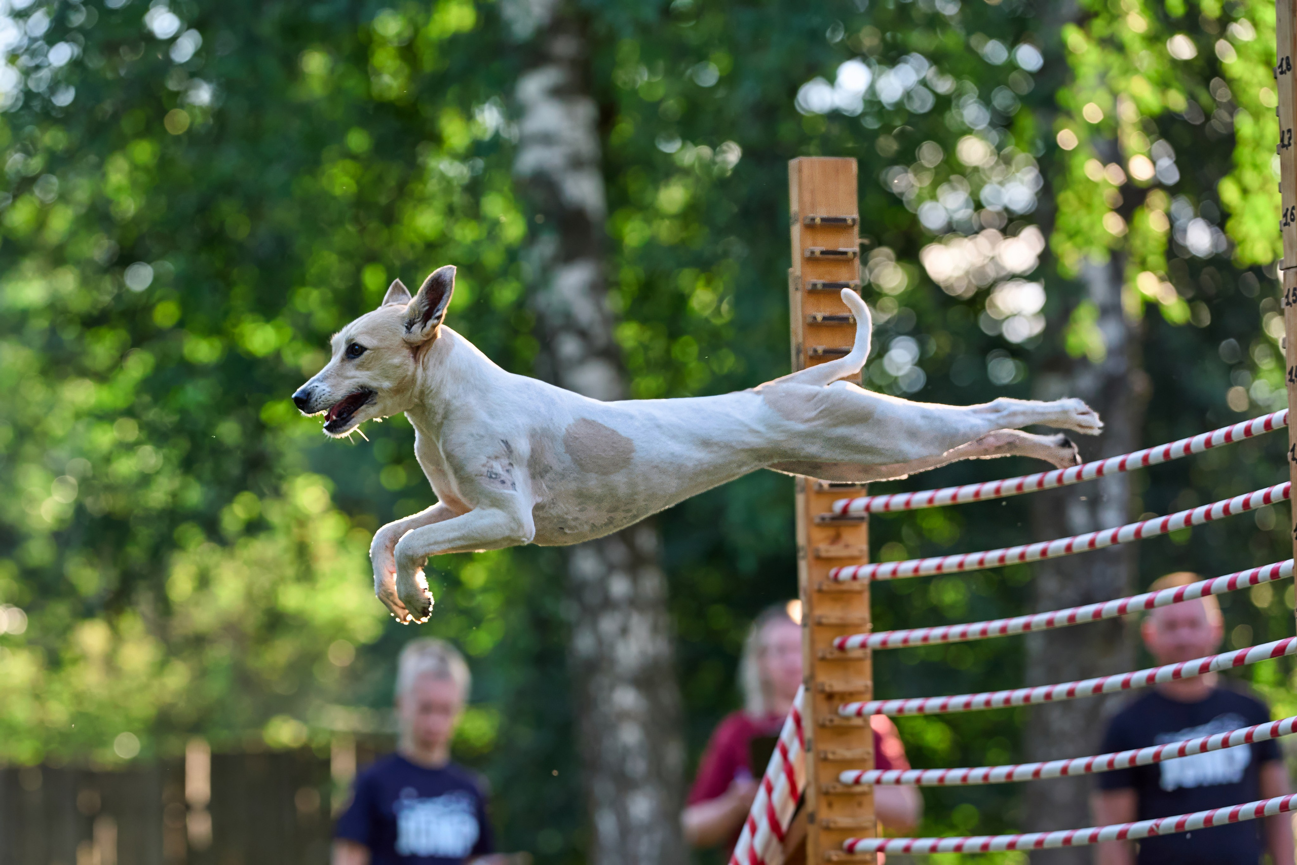 Jump'n'Gym JUMP! — 2024. Фотограф-анималист Михаил Манухин