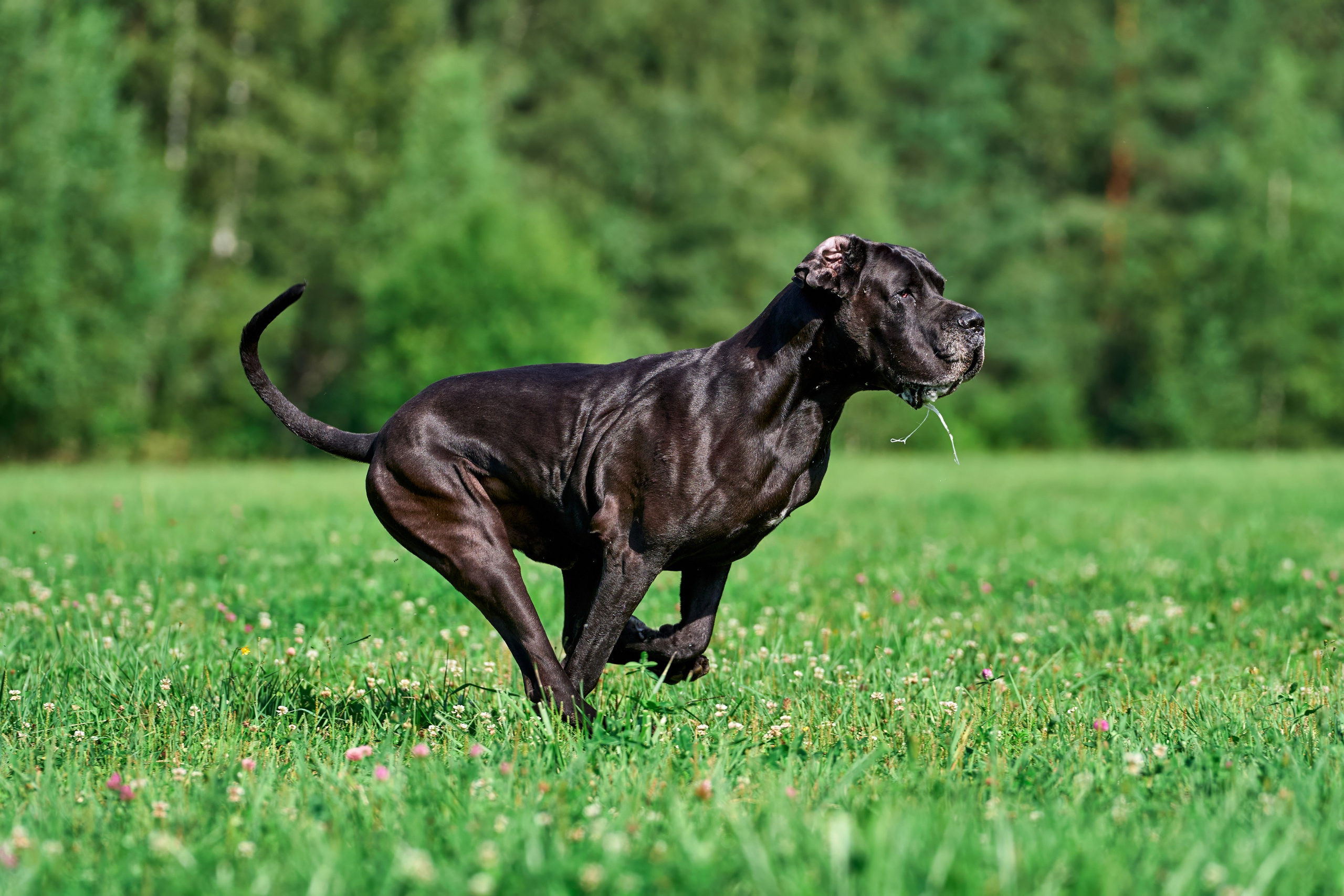 Тренировка в Донино. Фотограф-анималист Михаил Манухин