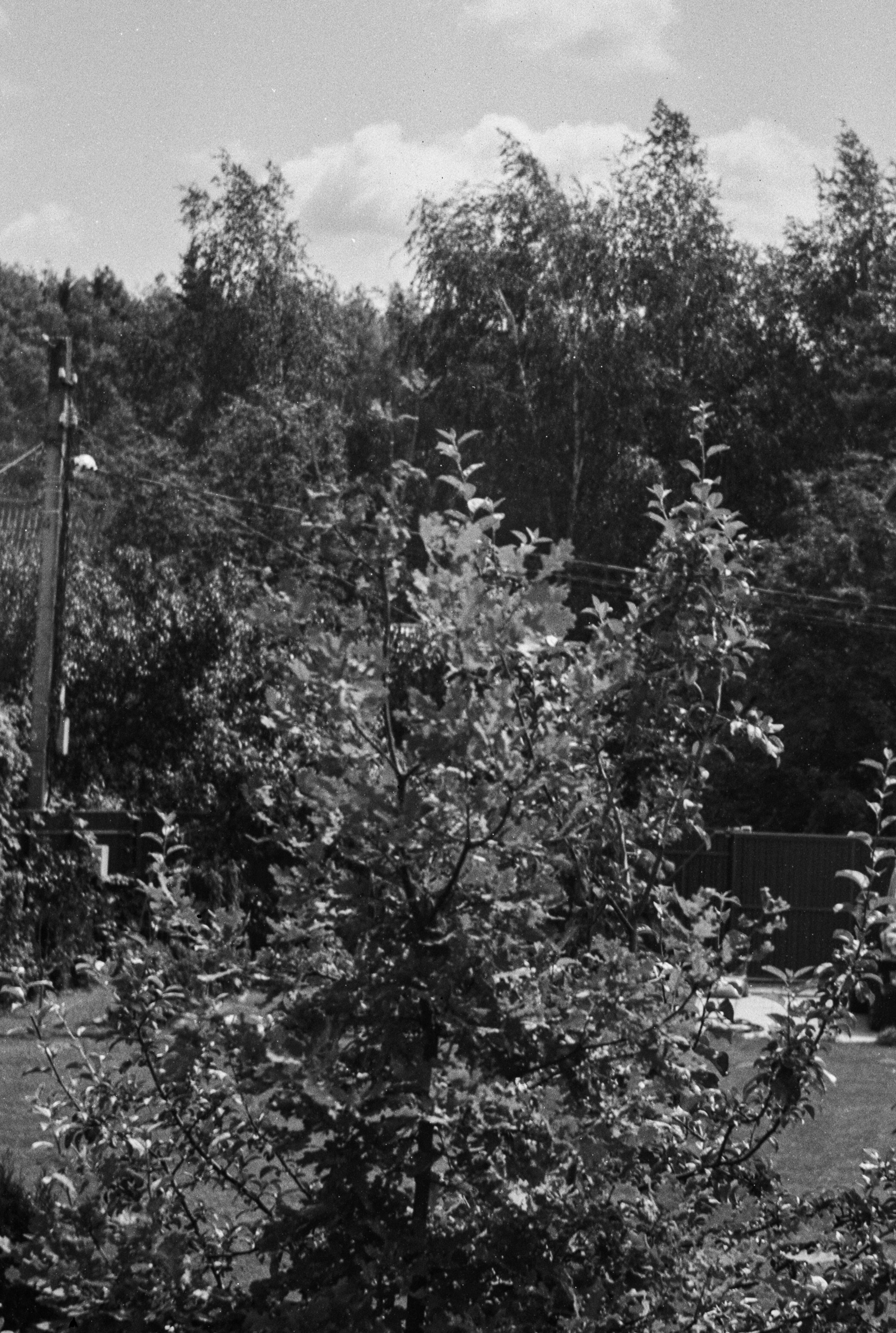 Royer - Som Berthiot Peris Flor 105mm f4.5