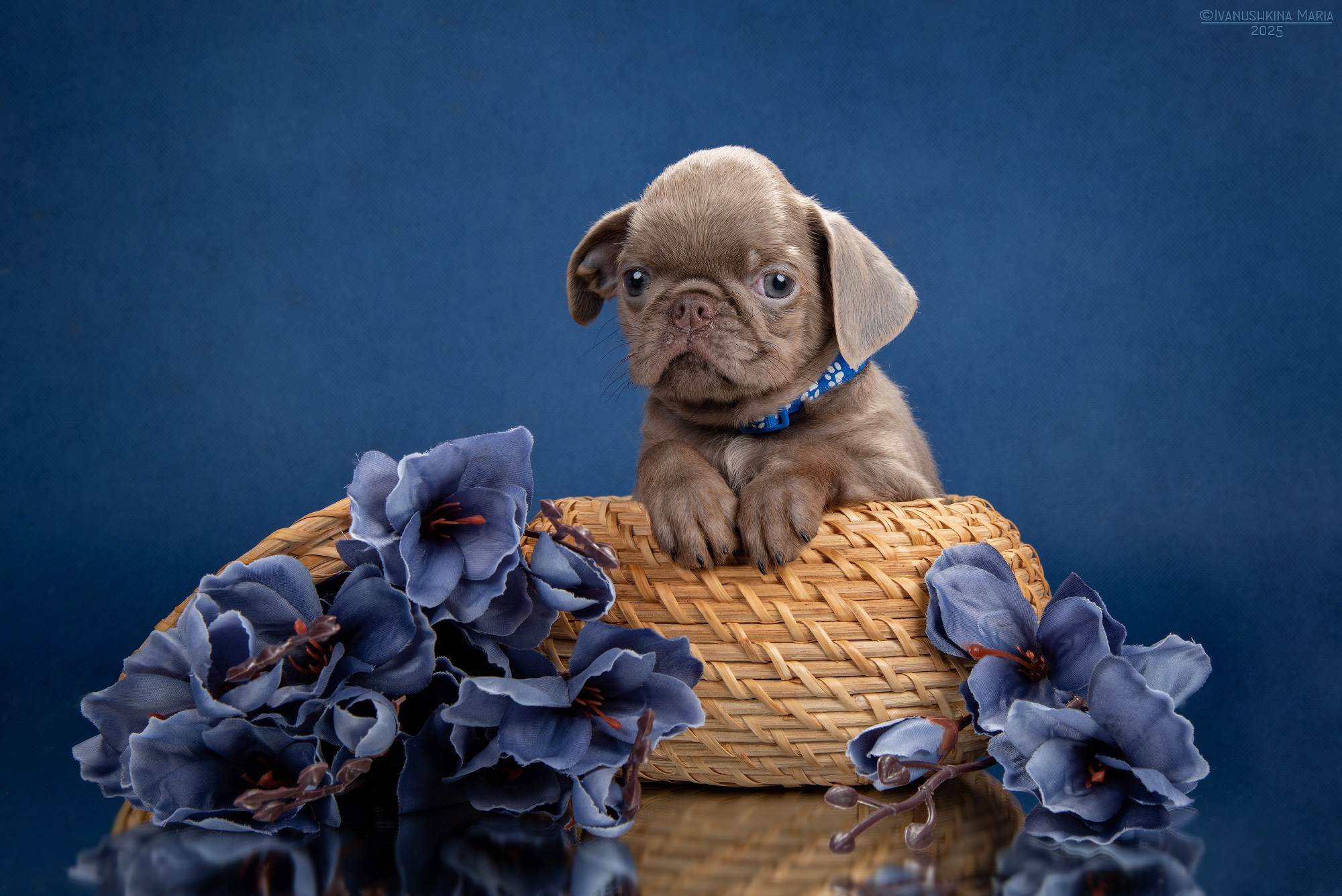 Фотосессия щенков на фонах. Фотограф собак в Москве и Московской области Иванушкина Мария