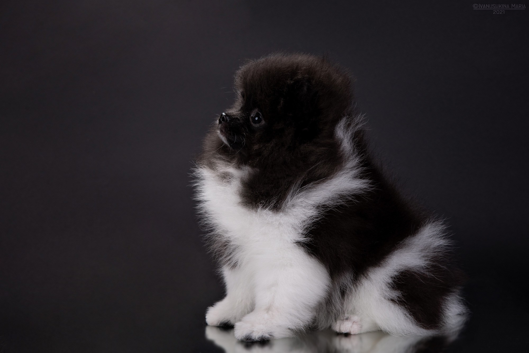 Фотосессия щенков на фонах. Фотограф собак в Москве и Московской области Иванушкина Мария