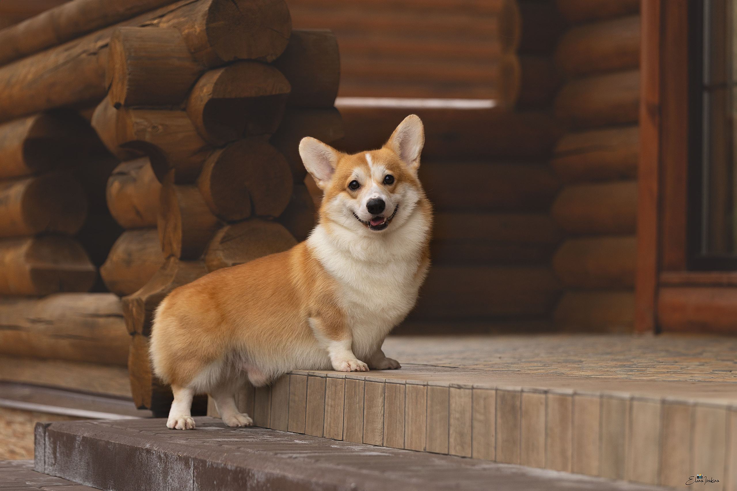 Ларри. Купить щенка Вельш-корги-кардиган в семейном питомнике — Ice Fantasy