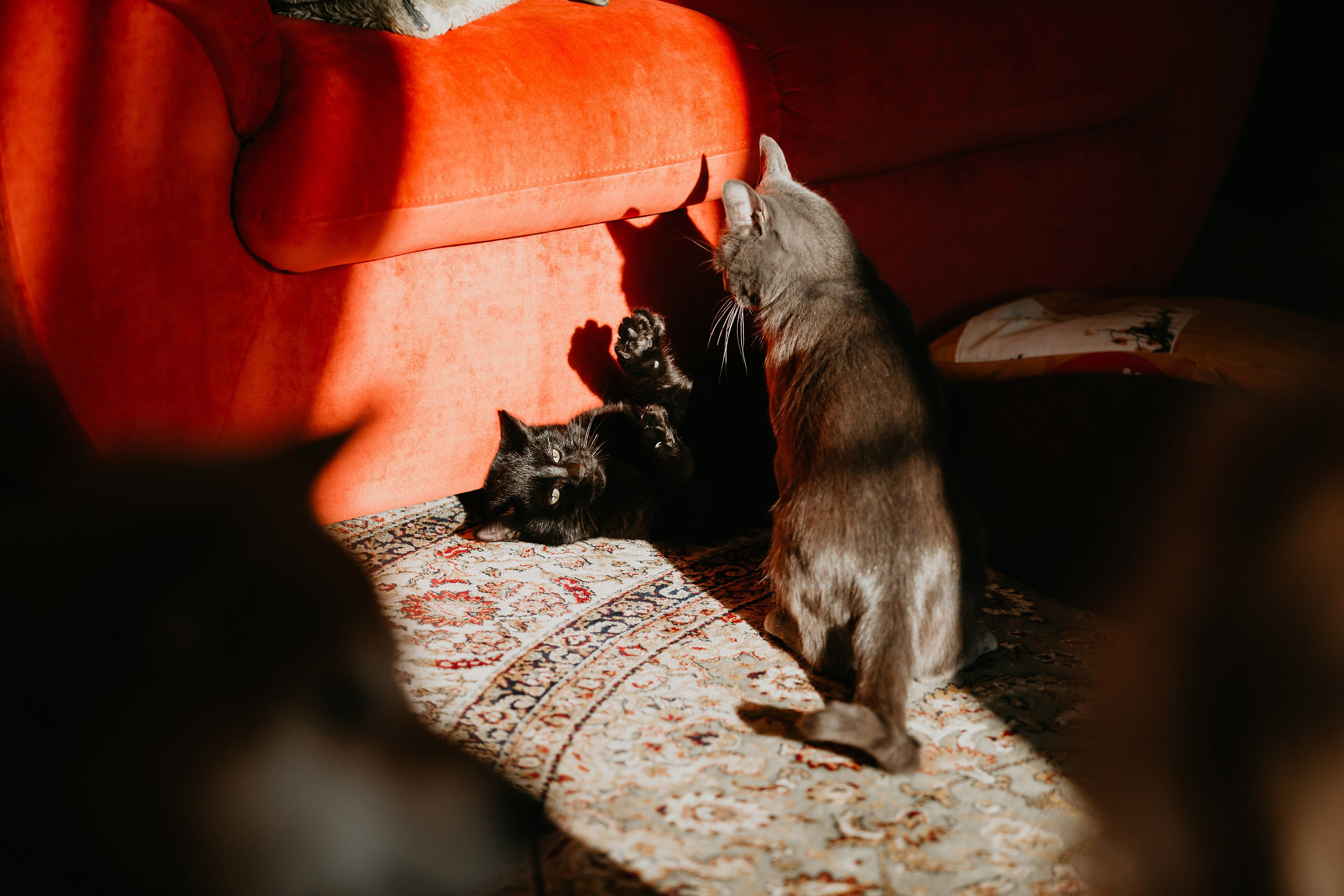 Фотосессия дома с Сиба-ину. Фотограф-анималист в Краснодаре Маша Мельникова