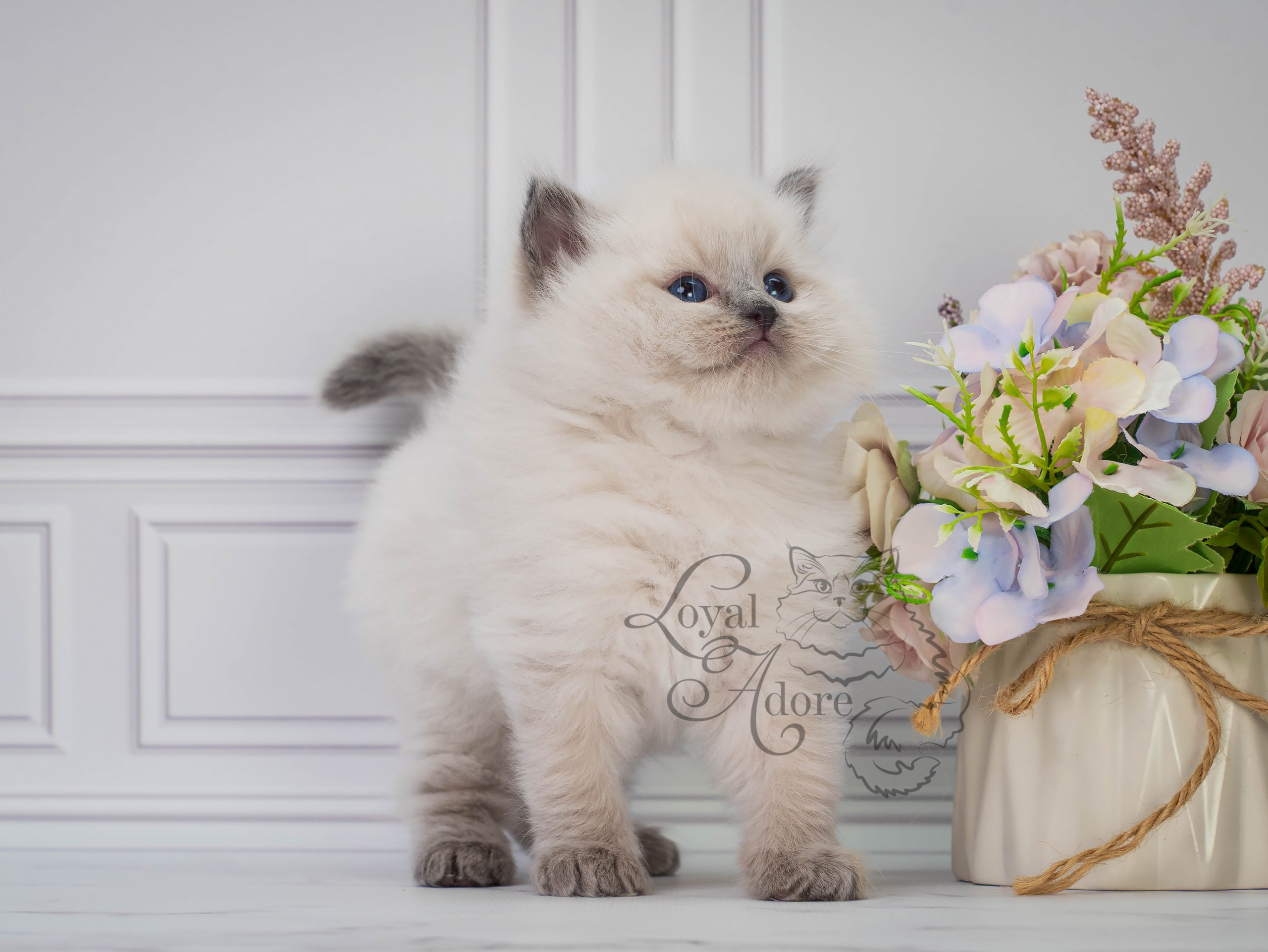 Все свободные котята. Питомник рэгдолл Loyal Adore