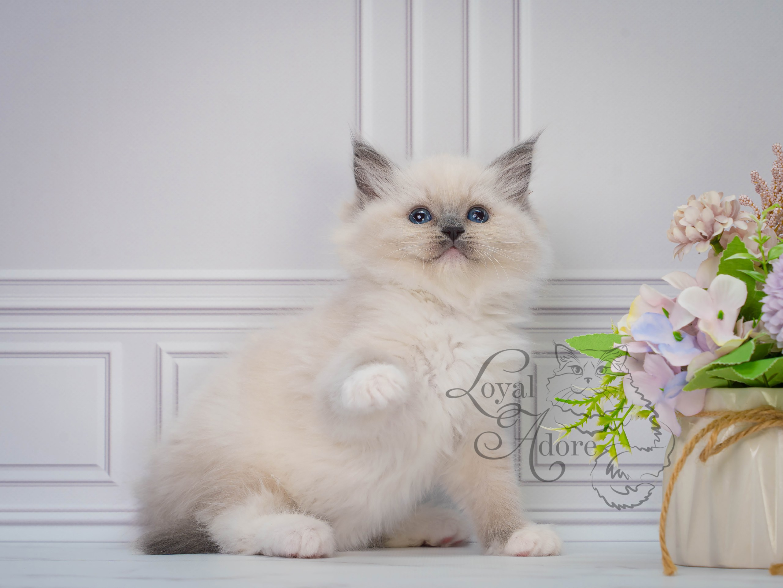 Все свободные котята. Питомник рэгдолл Loyal Adore