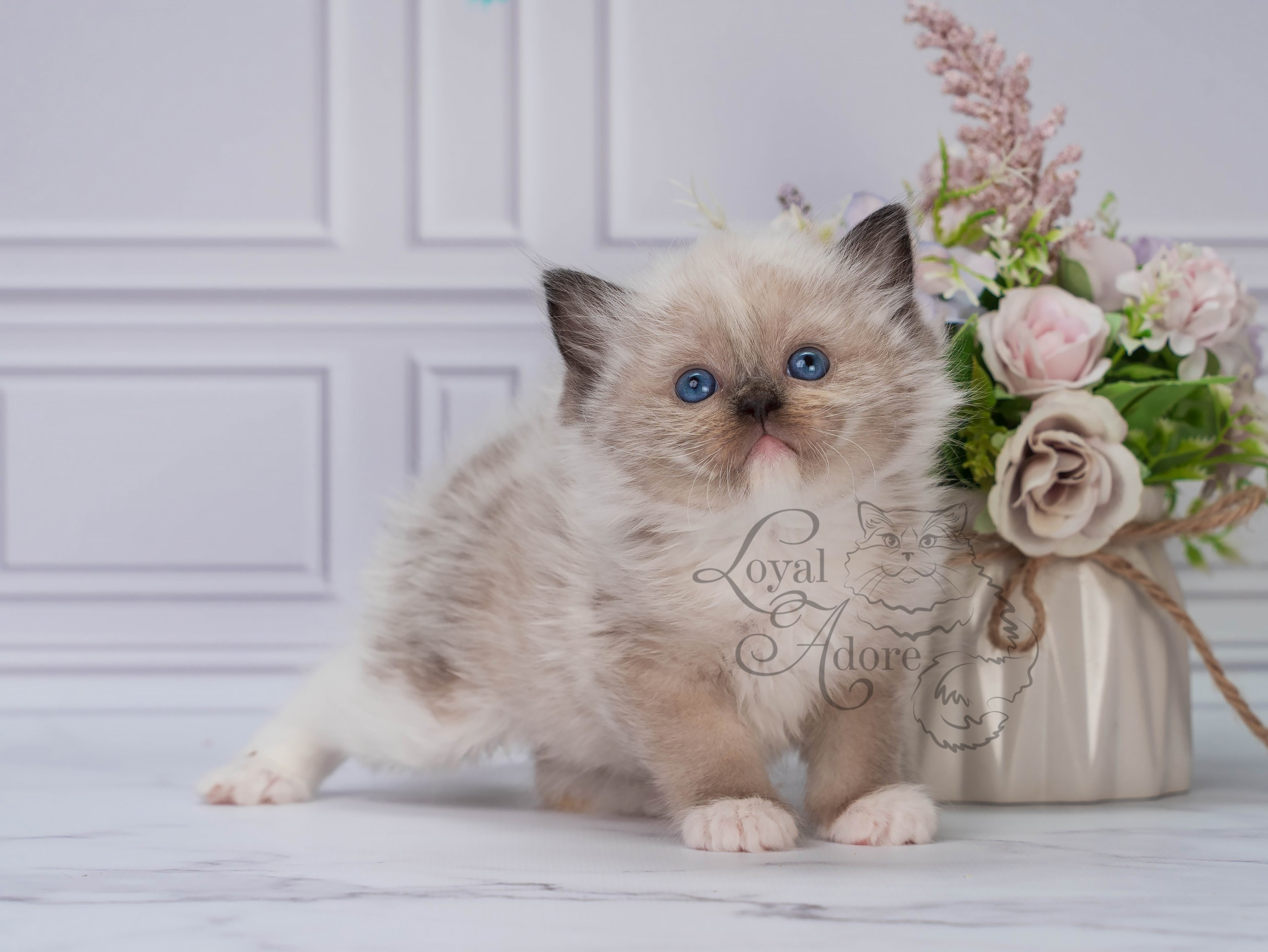Все свободные котята. Питомник рэгдолл Loyal Adore