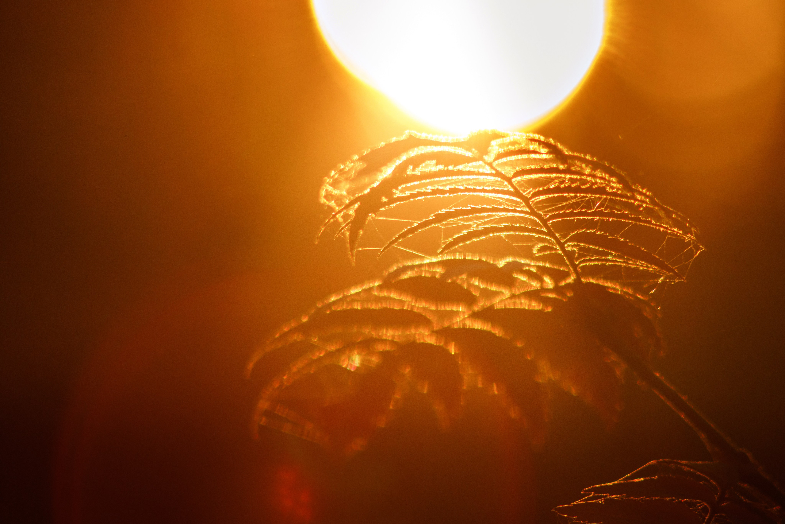 Подберу кадр под ваш интерьер и настроение. Фотограф Кирилл Мешков Кемерово