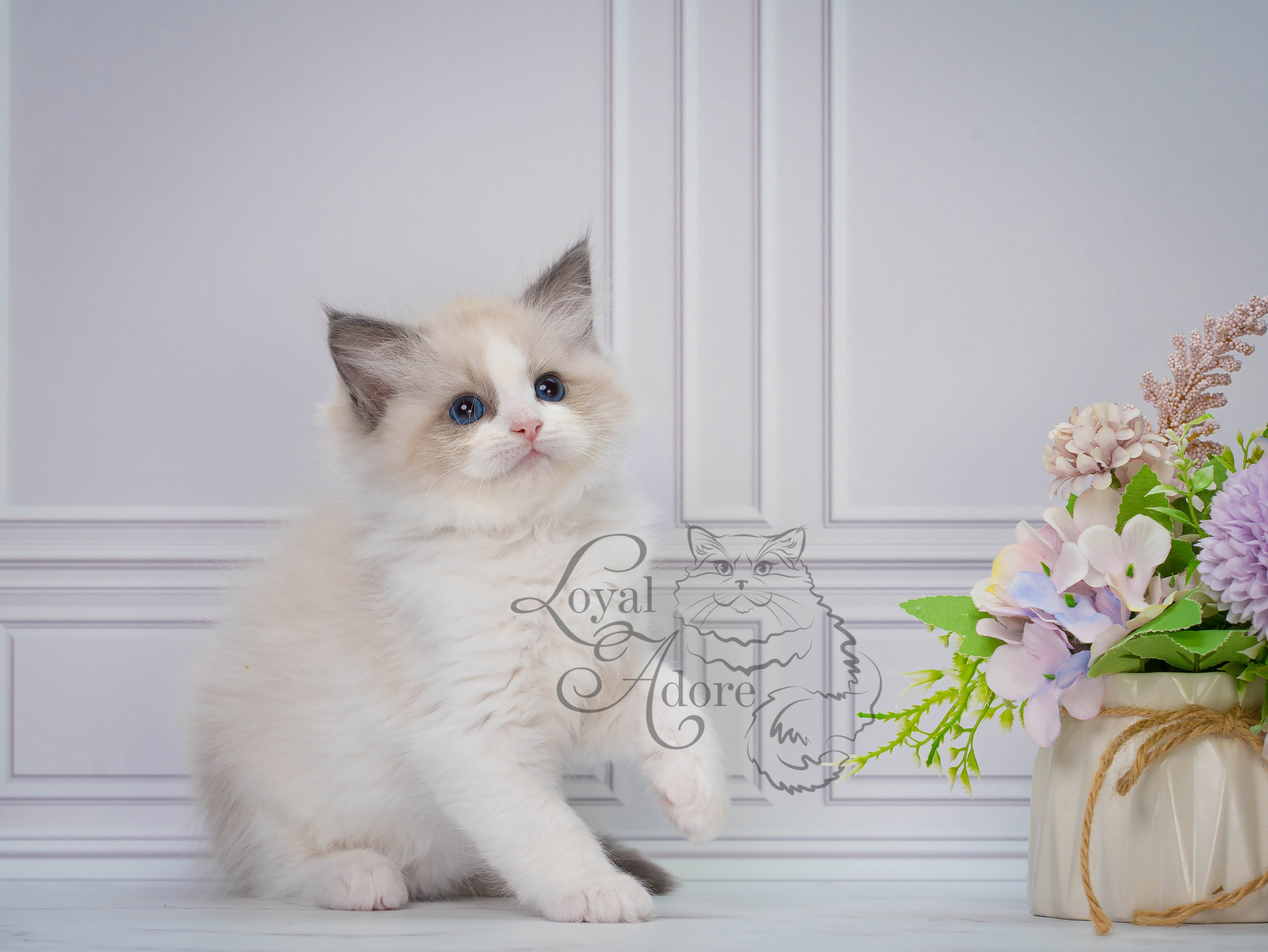 Котята рэгдолл от Loyal Adore. Питомник рэгдолл Loyal Adore
