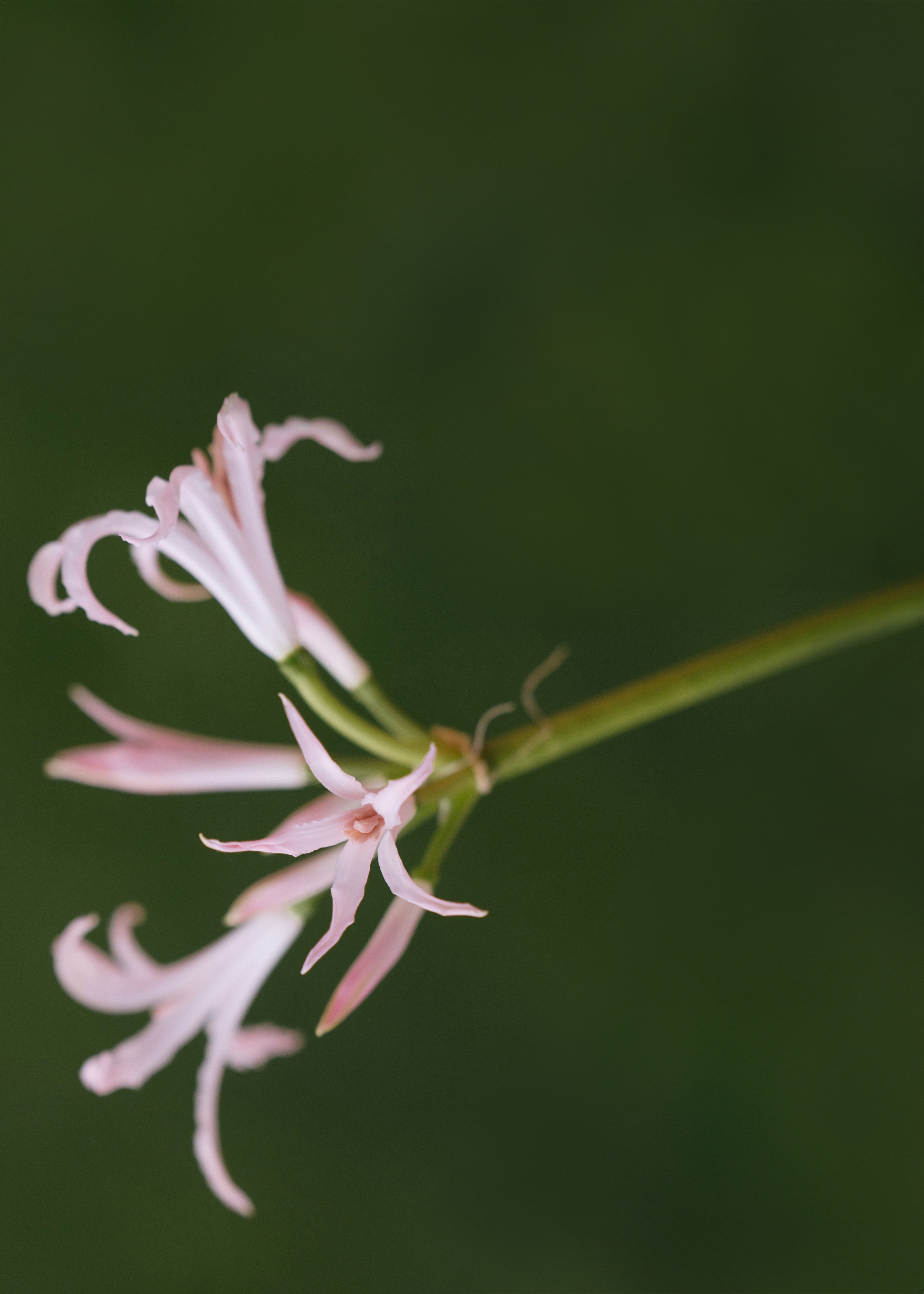 Dima | Lada. Свадебный фотограф Сергей Скрипник