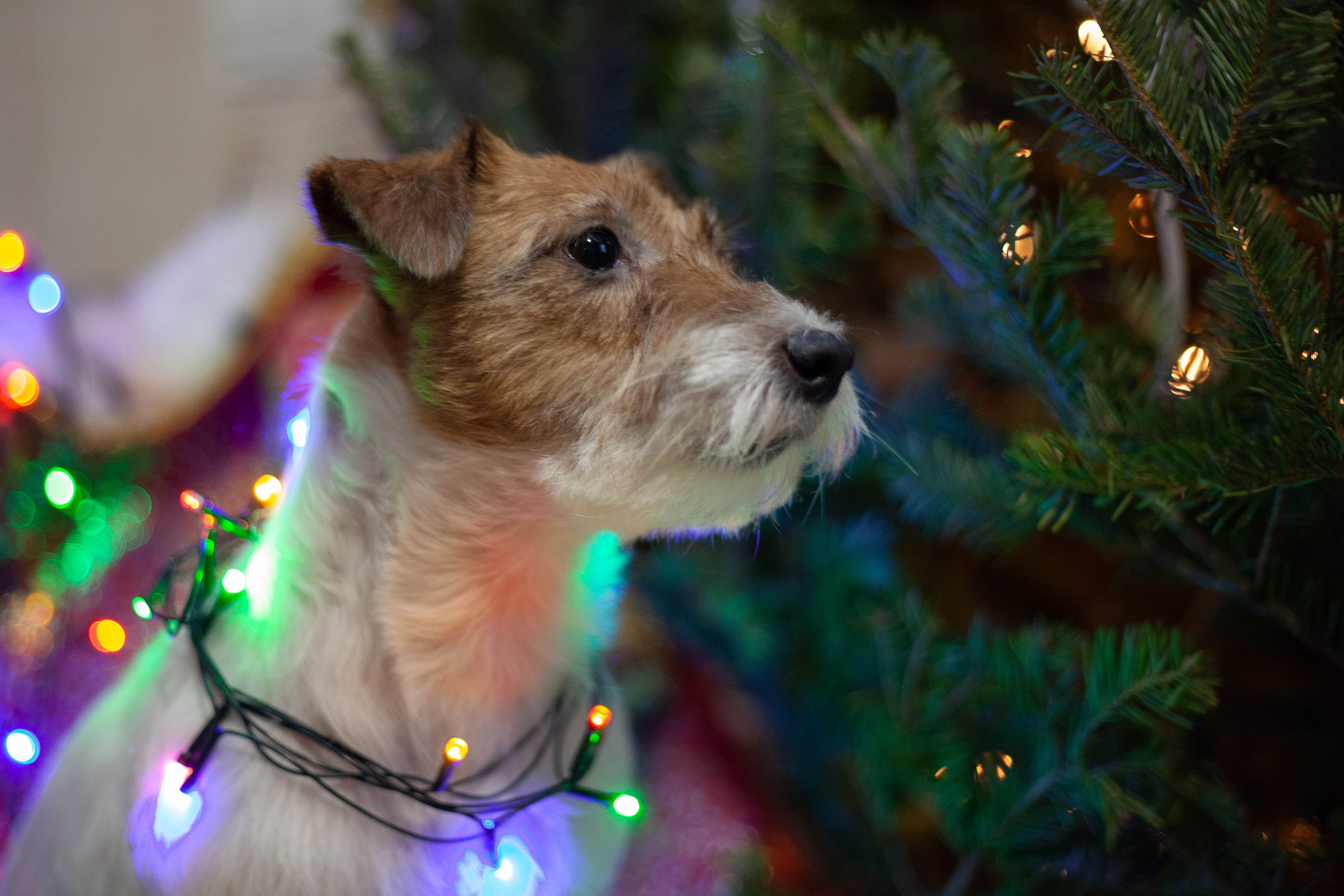 Собаки в домашних условиях. Slavilada-Лапки. Свет. Любовь… Профессиональная фотосессия питомцев Для памяти, пристройства и продажи. Хабаровск