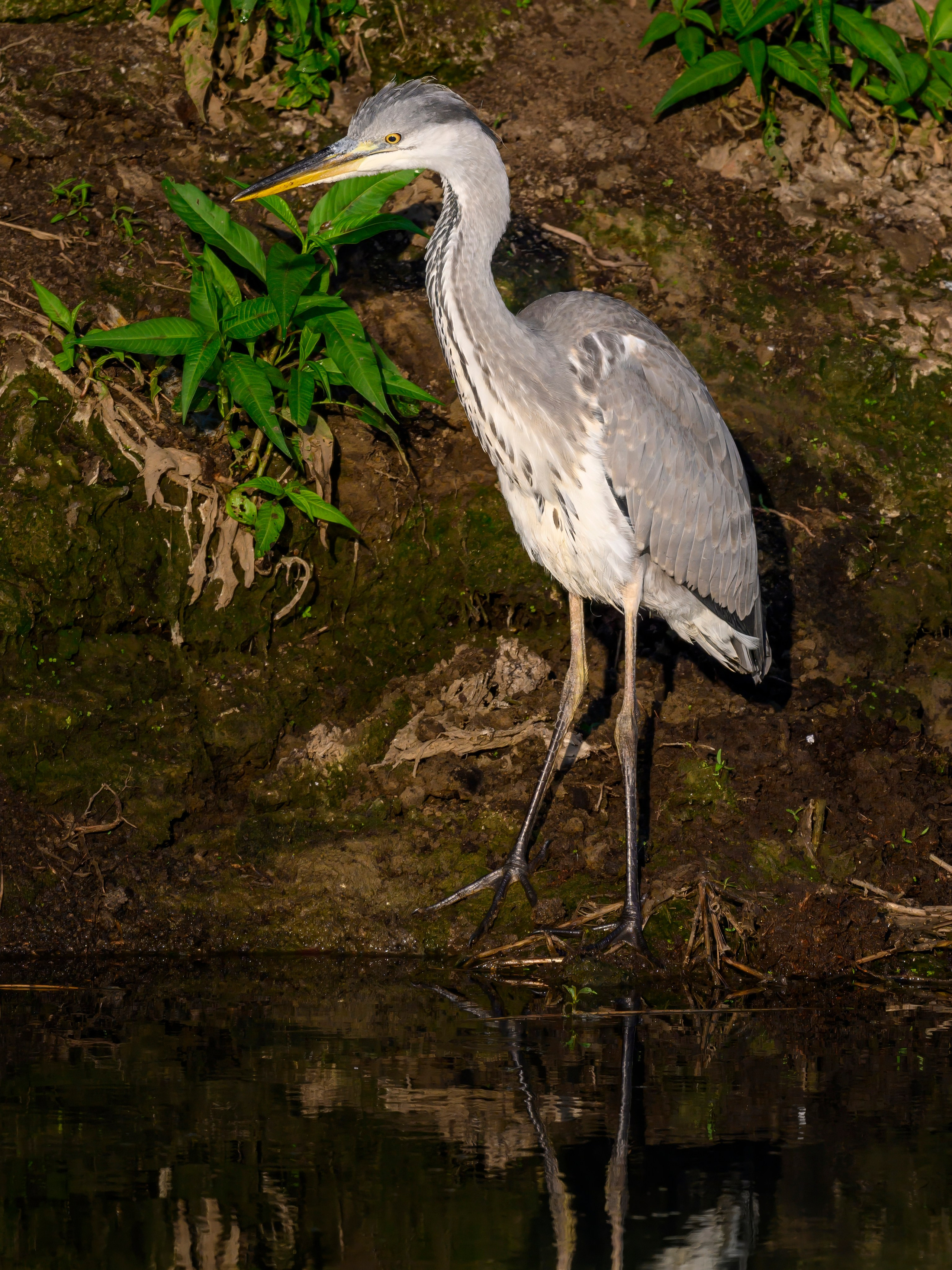 Цапли и совы. Herons and Owls. Wildlife photography by Sergey Puponin