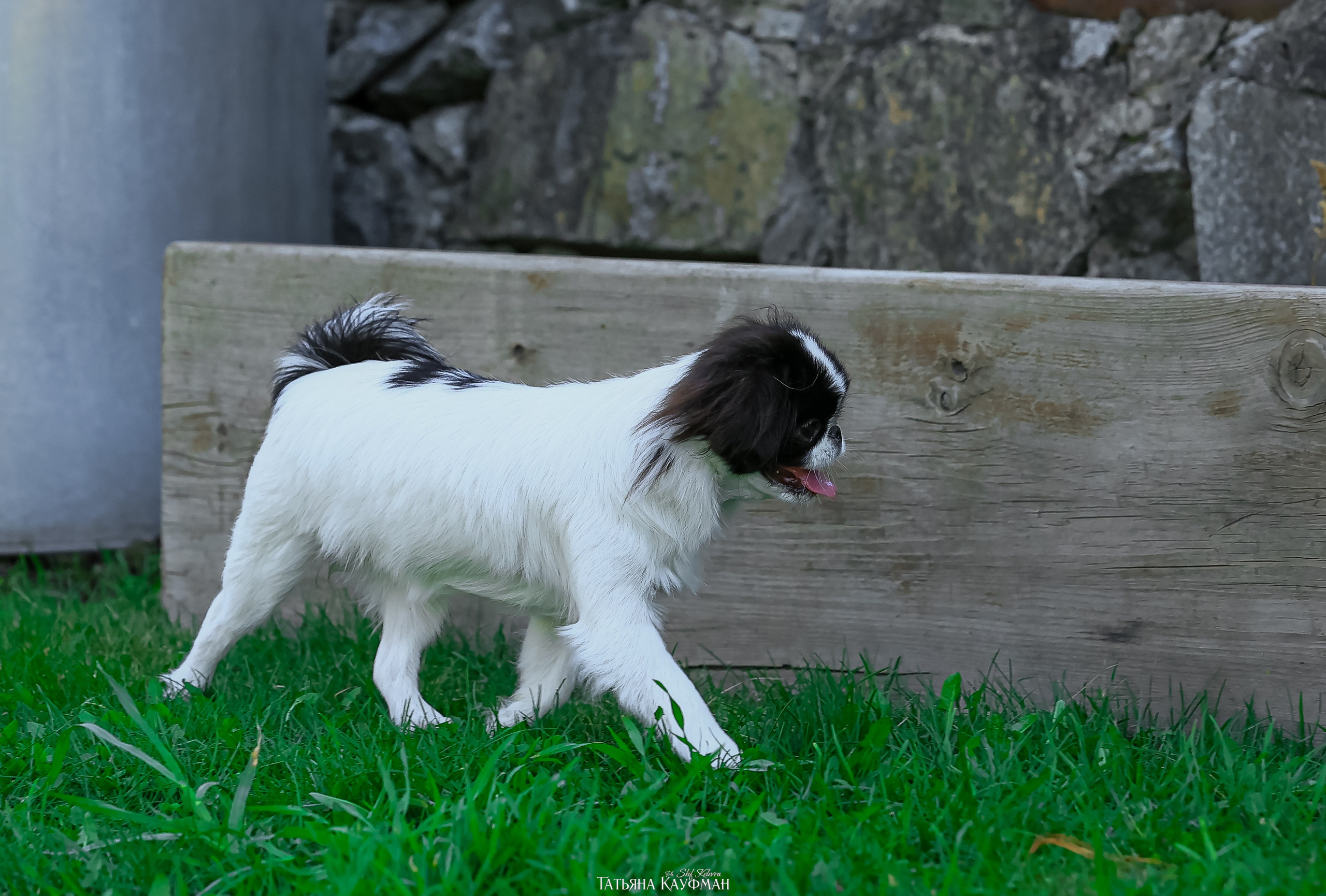Японский хин, фотография японский хин, собака в цветах, красивая собака, фотограф анималист, фотокурс Анималистика, научиться фотографировать собак, фотограф Новосибирск