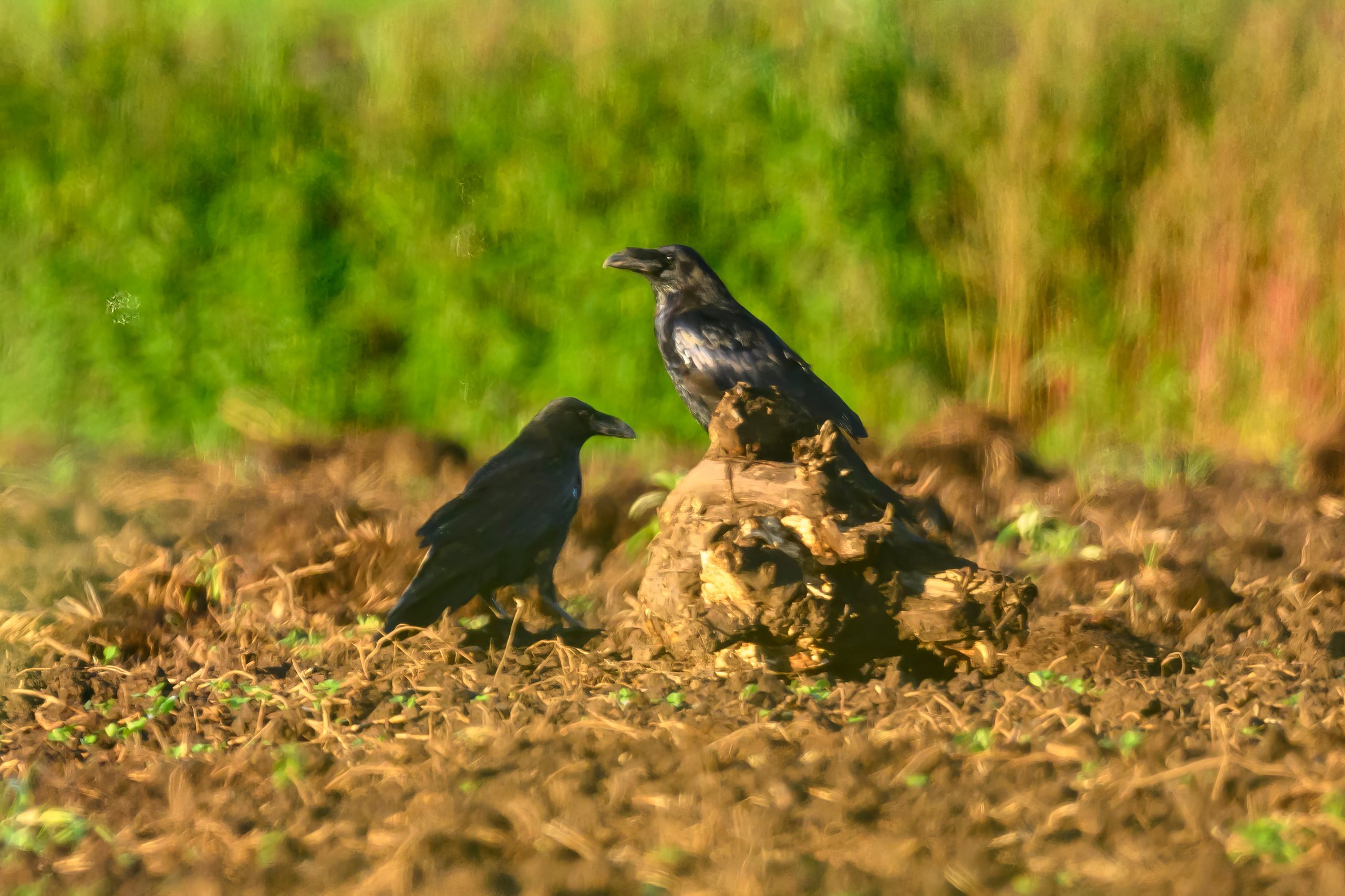 Подорлик. Wildlife photography by Sergey Puponin