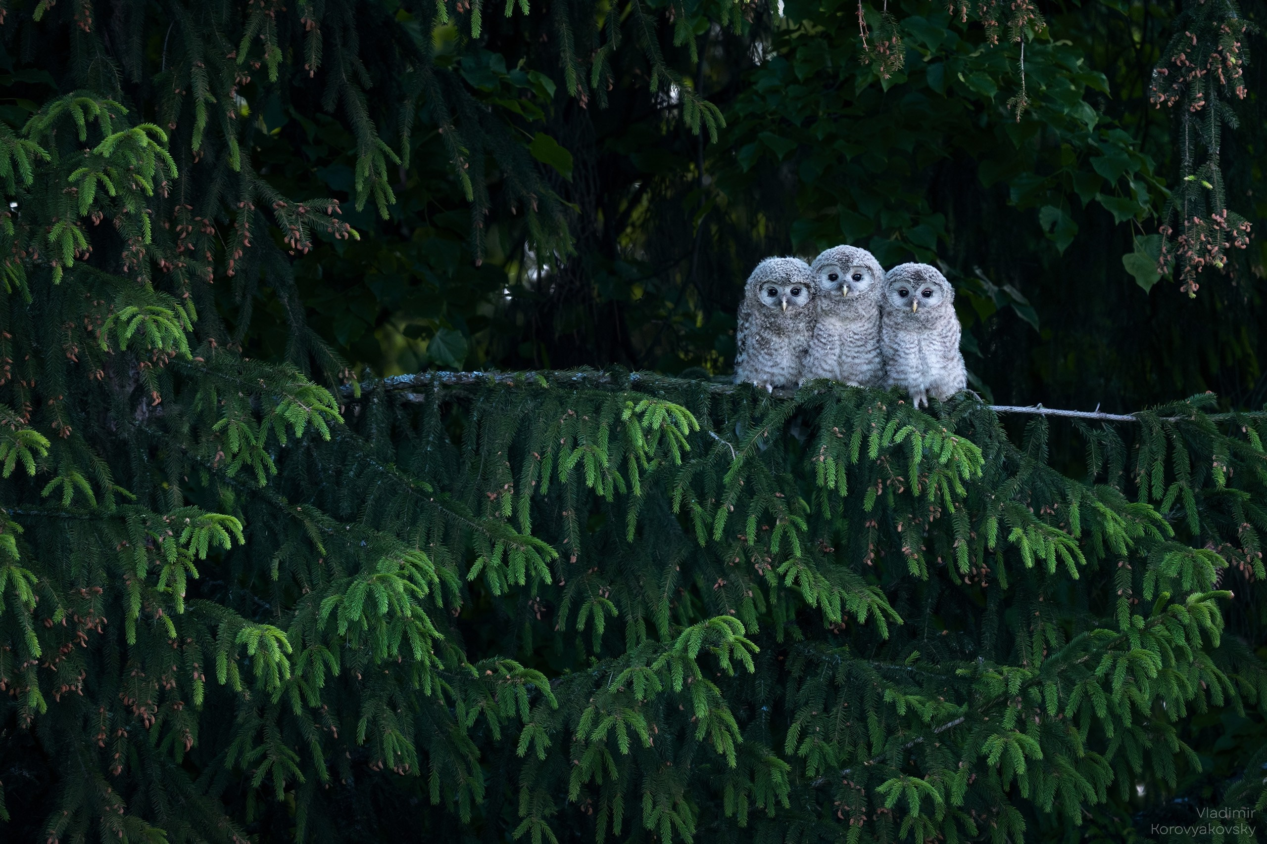 Фотограф Владимир Коровяковский