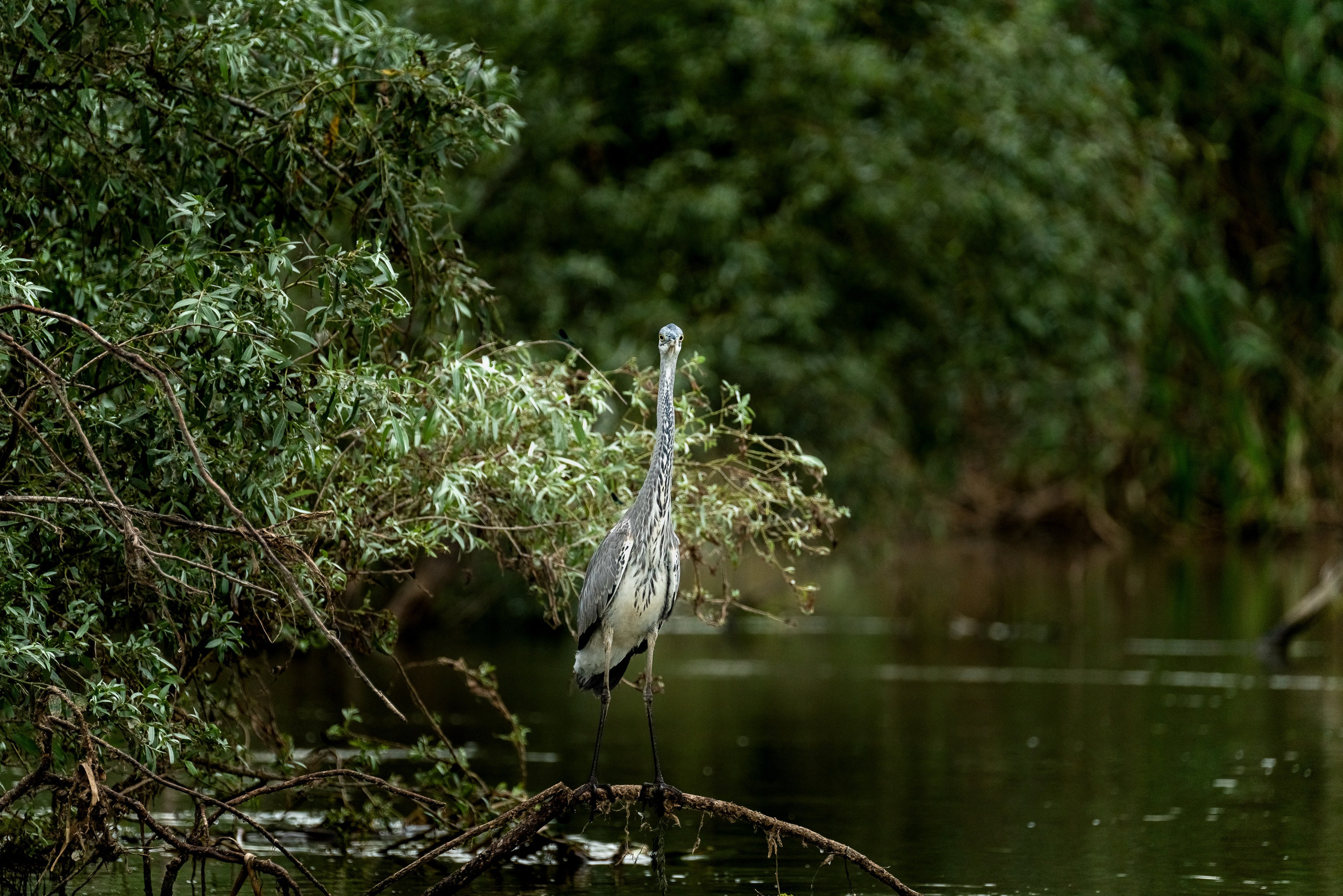 Барханы и лотосы. Июль–Август