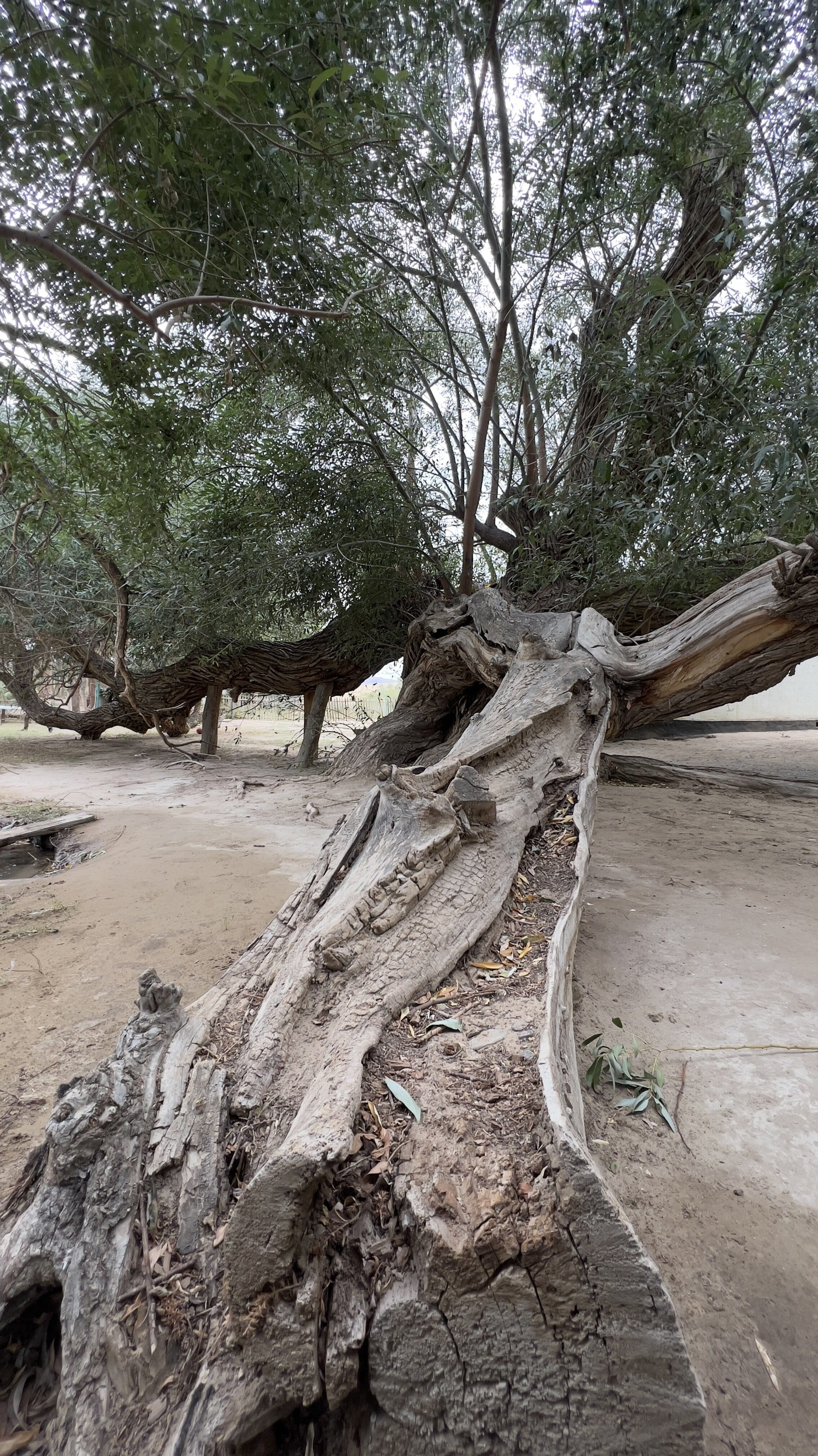 Экскурсия и тур на Поющий Бархан и в горы Актау и Катутау в национальном парке Алтын Эмель из Алматы