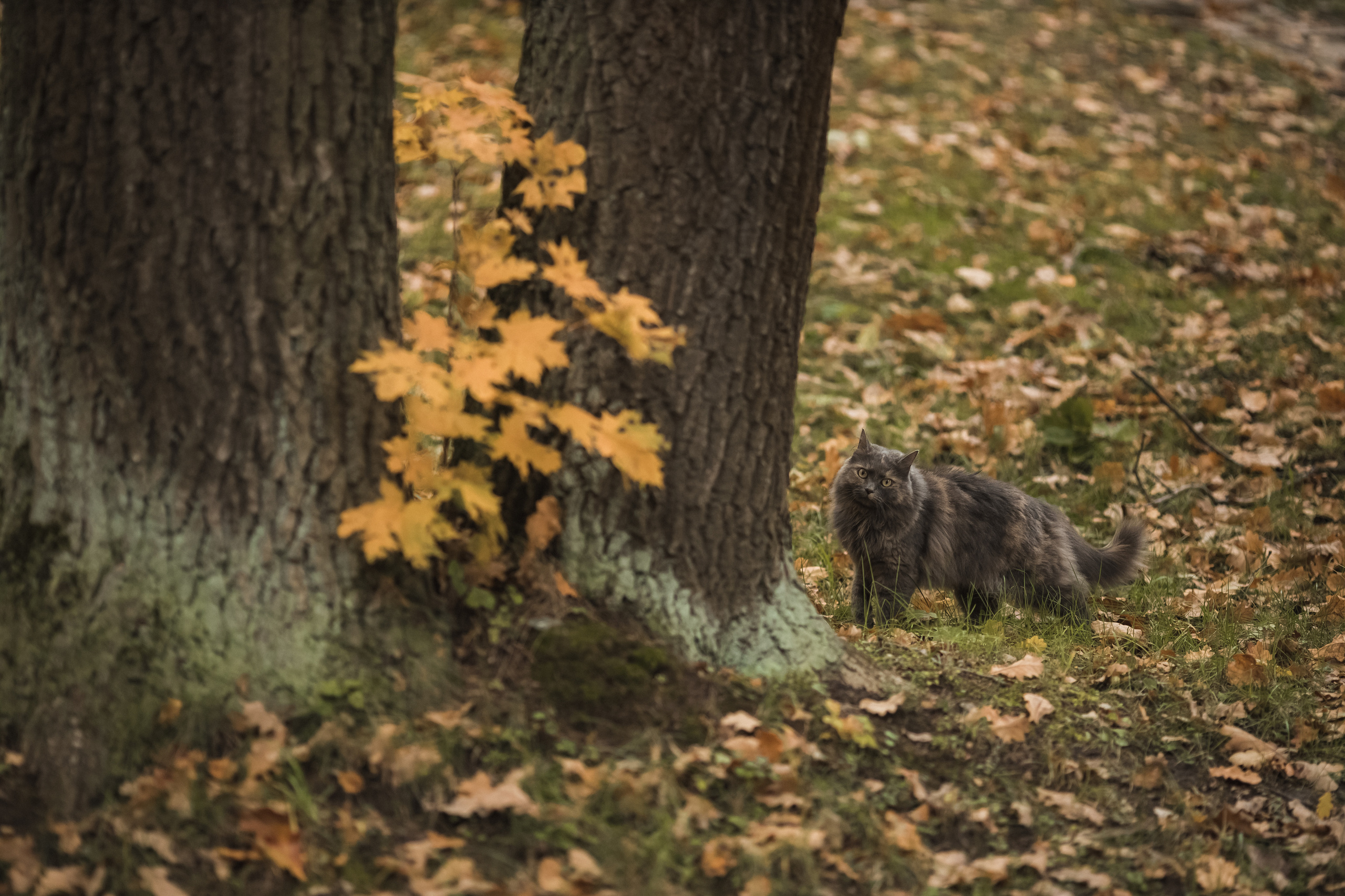 Бывает, когда все люди свои…. Алексей Зараковский. Свадебный и портретный фотограф в Туле