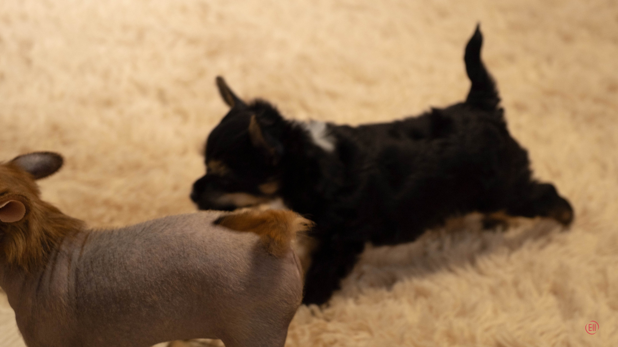 Poale Ell Grace. Chinese Crested Dog Kennel Poale Ell